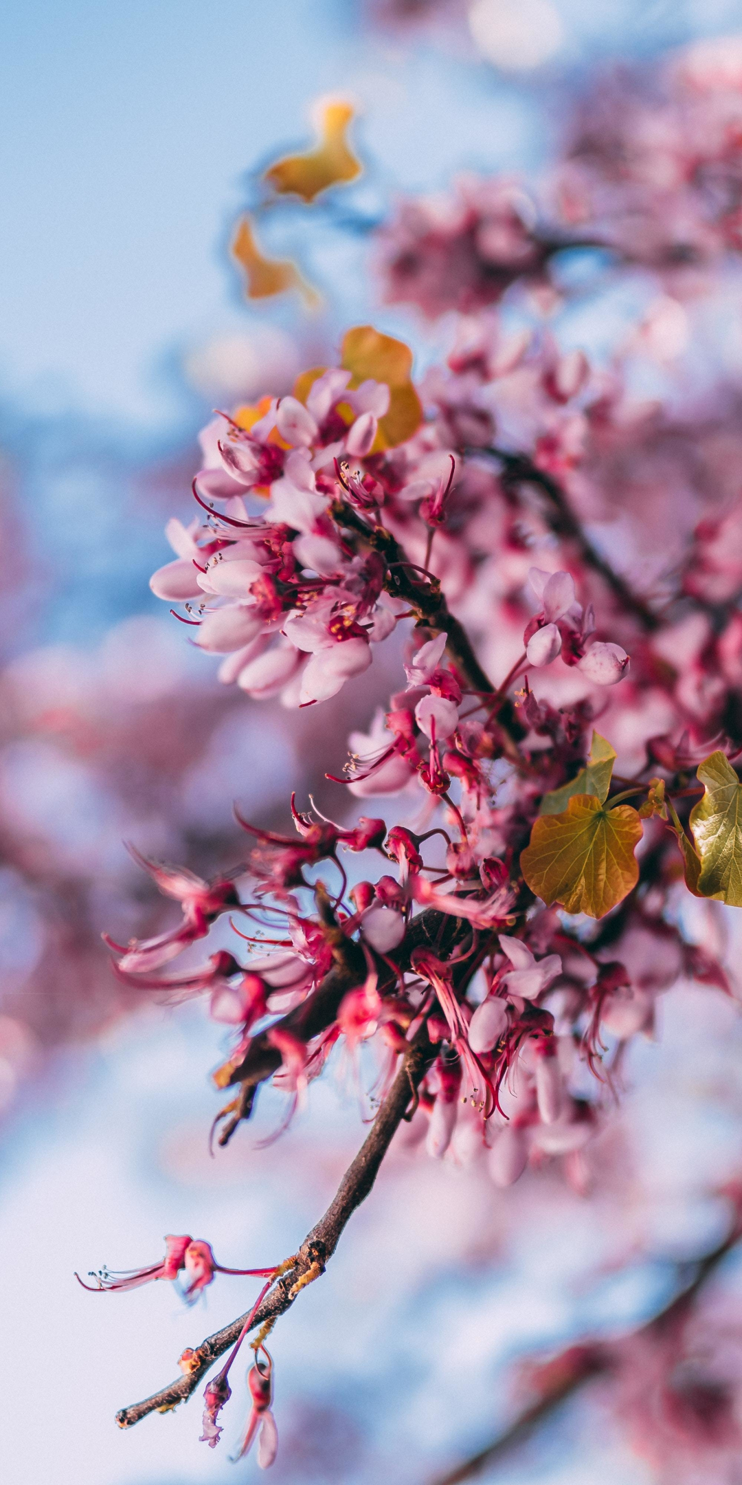 Blossom, pink flowers, nature, tree branch, spring , 1080x2160 wallpaper