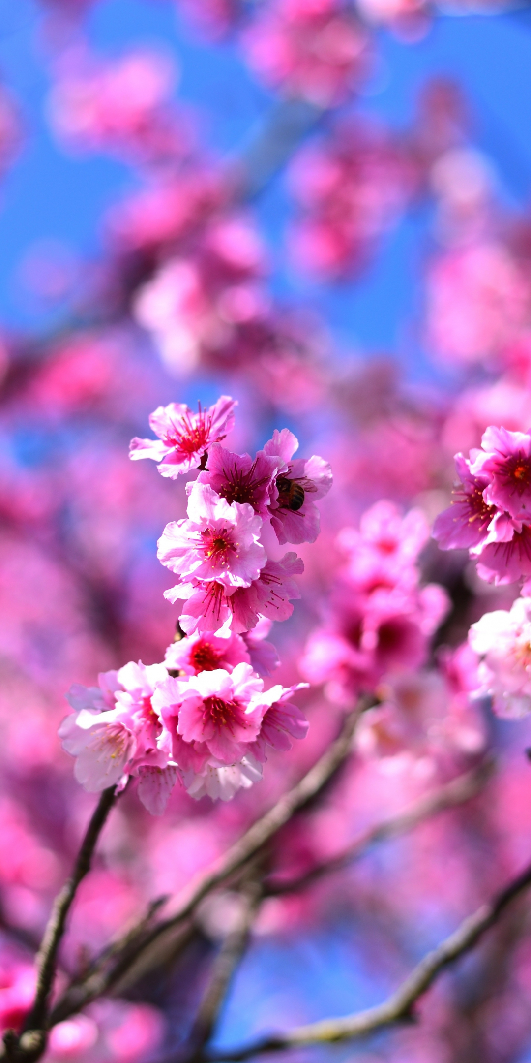 Cherry blossom, pink flowers, tree branches, 1080x2160 wallpaper