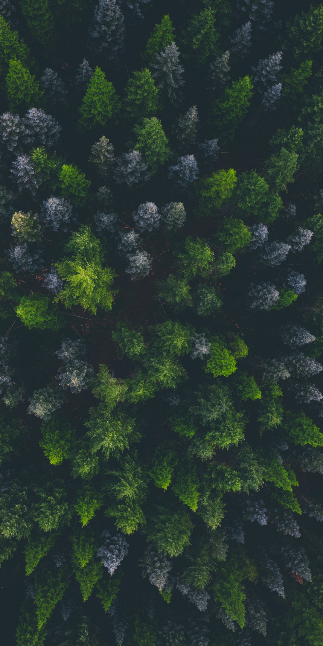 Green trees, top of trees, aerial view, 1080x2160 wallpaper