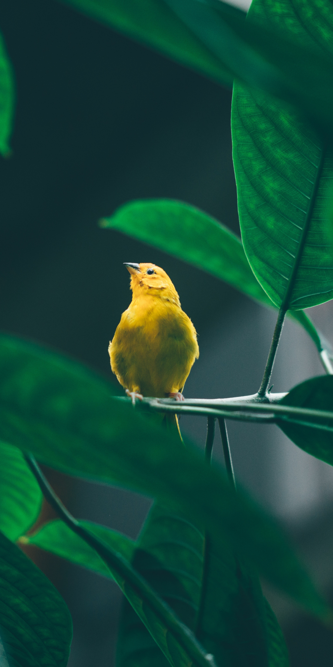 Small, cute, yellow bird, tree branch, 1080x2160 wallpaper