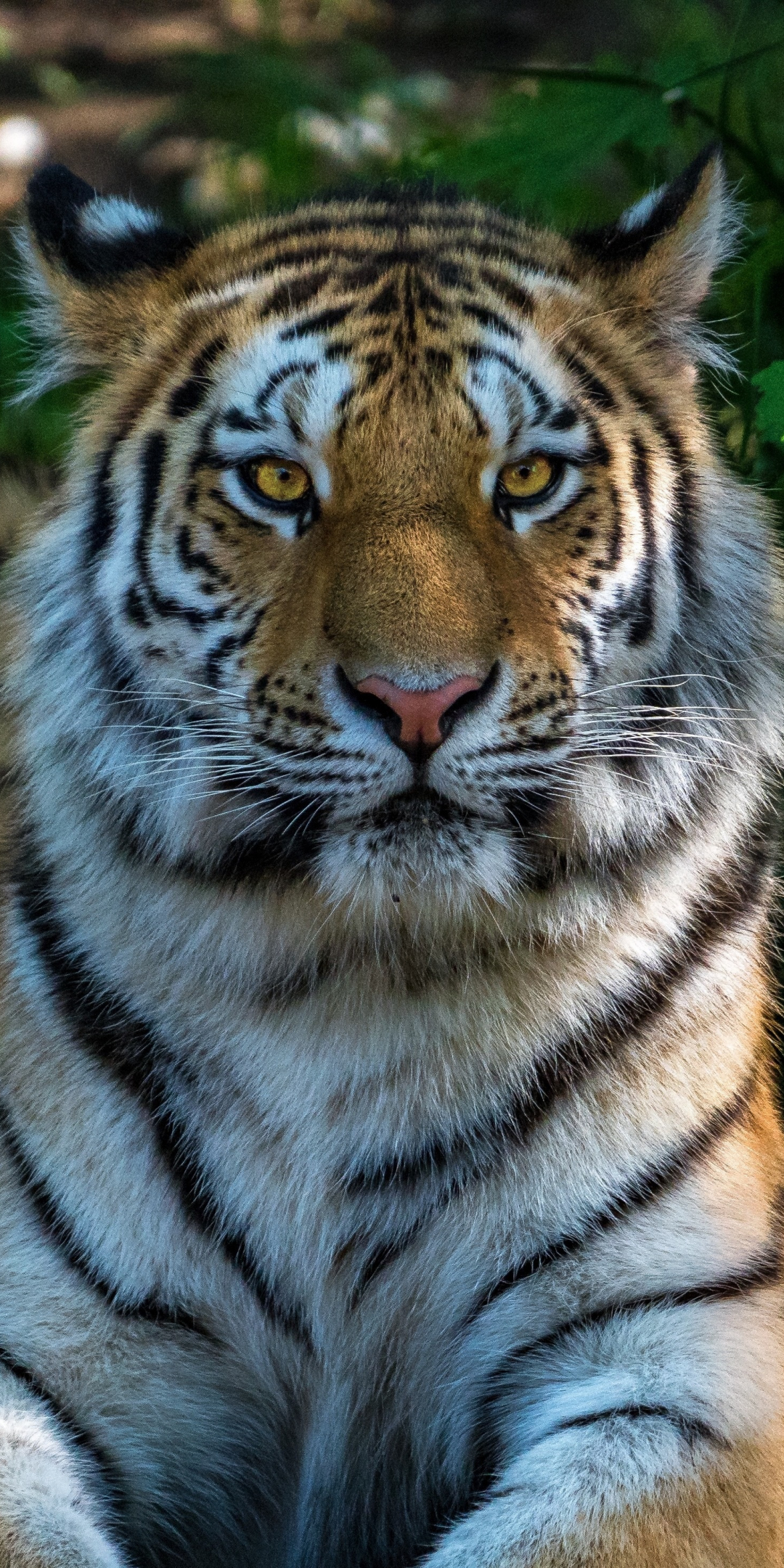 Wild cat, calm, sit, tiger, animal, 1080x2160 wallpaper