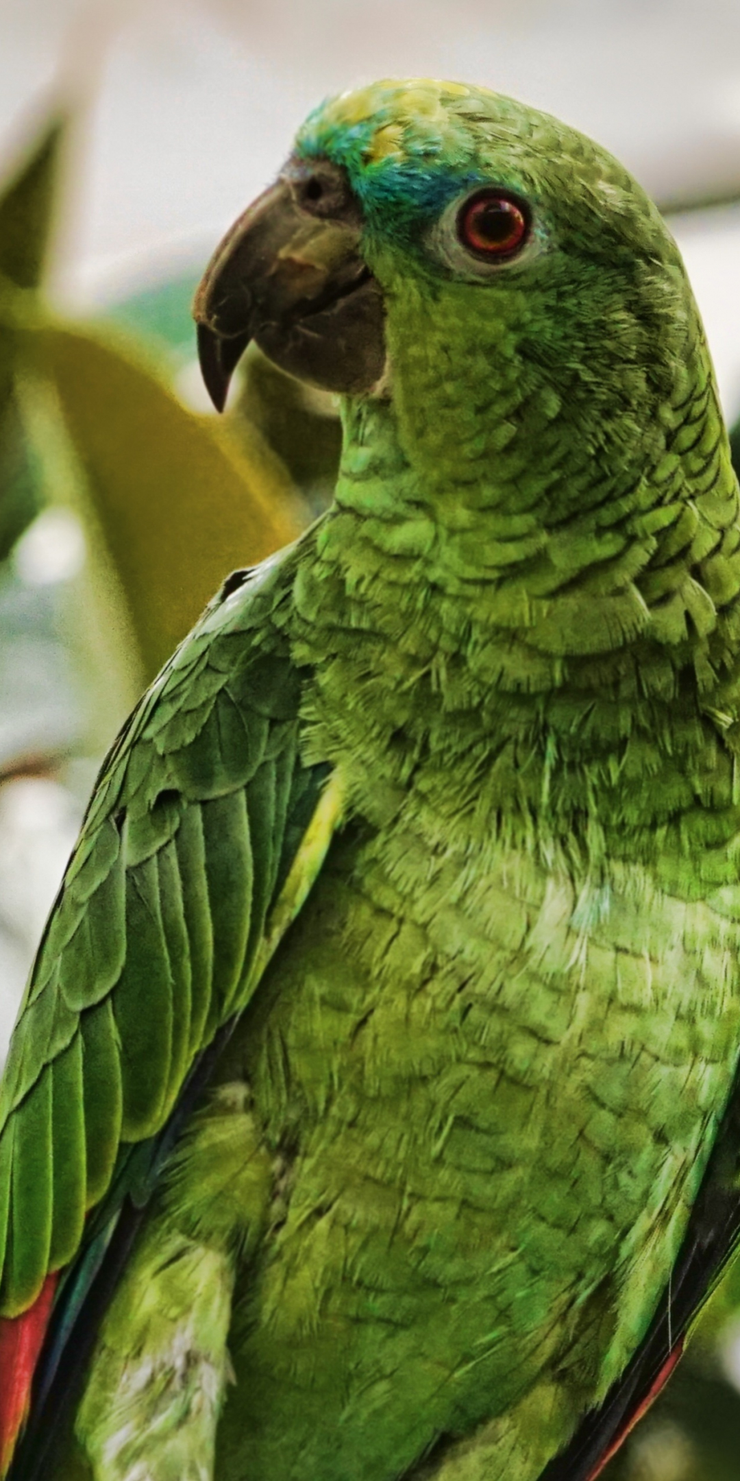 Parrot, bird, green, adorable, 1080x2160 wallpaper