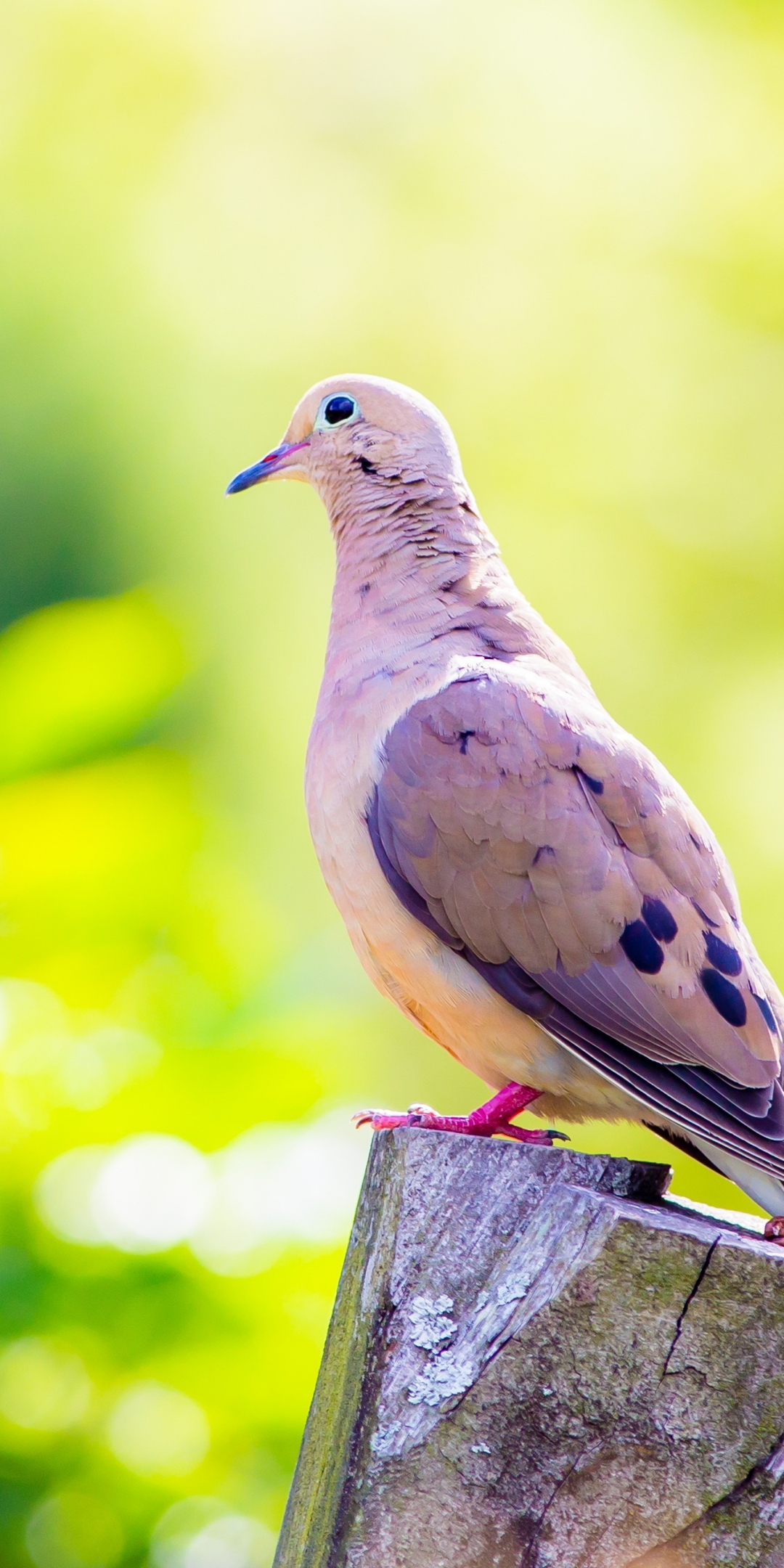 Dove, calm, bird, portrait, 1080x2160 wallpaper