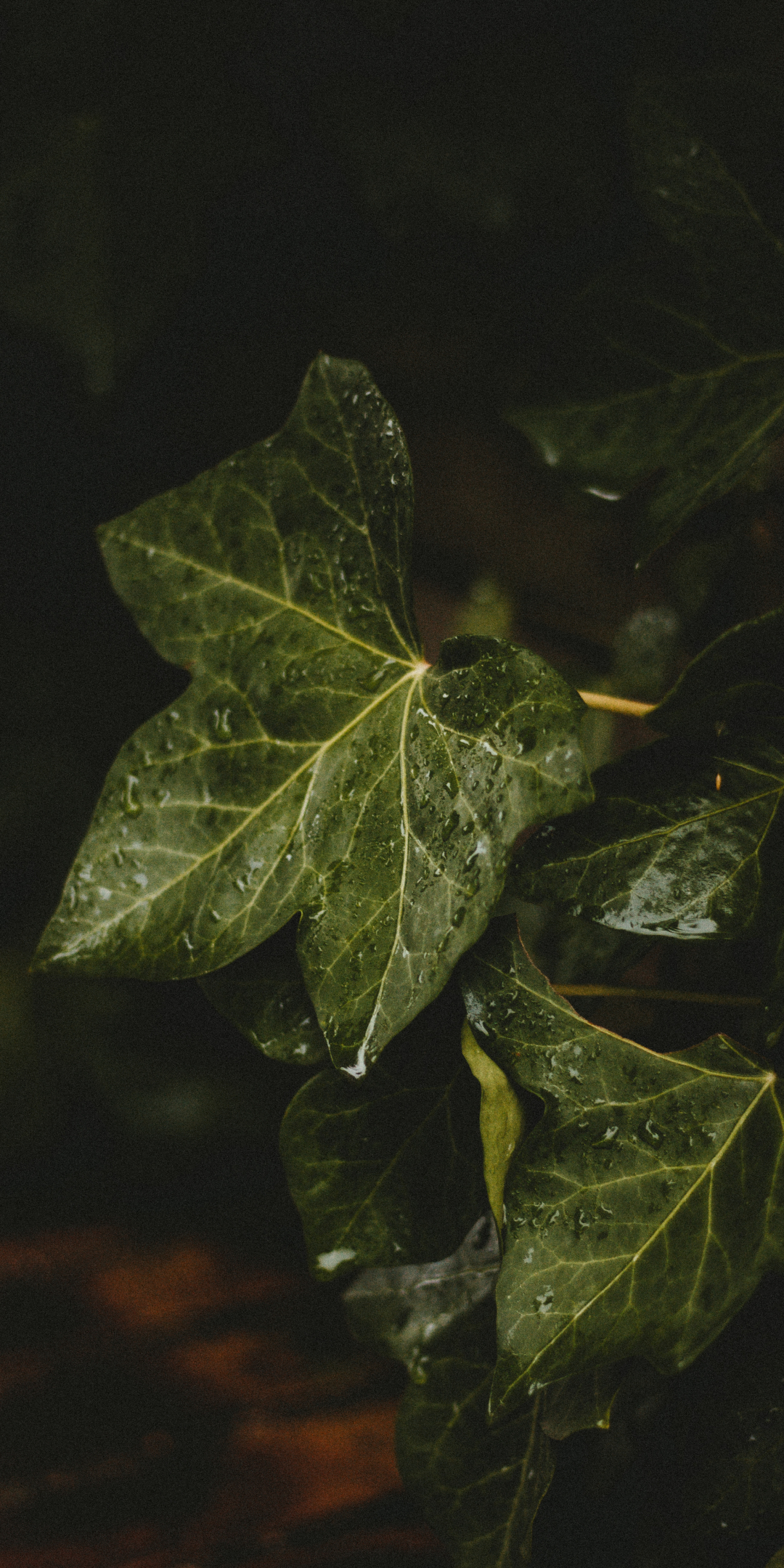 Close up, green leaf, drops, 1080x2160 wallpaper