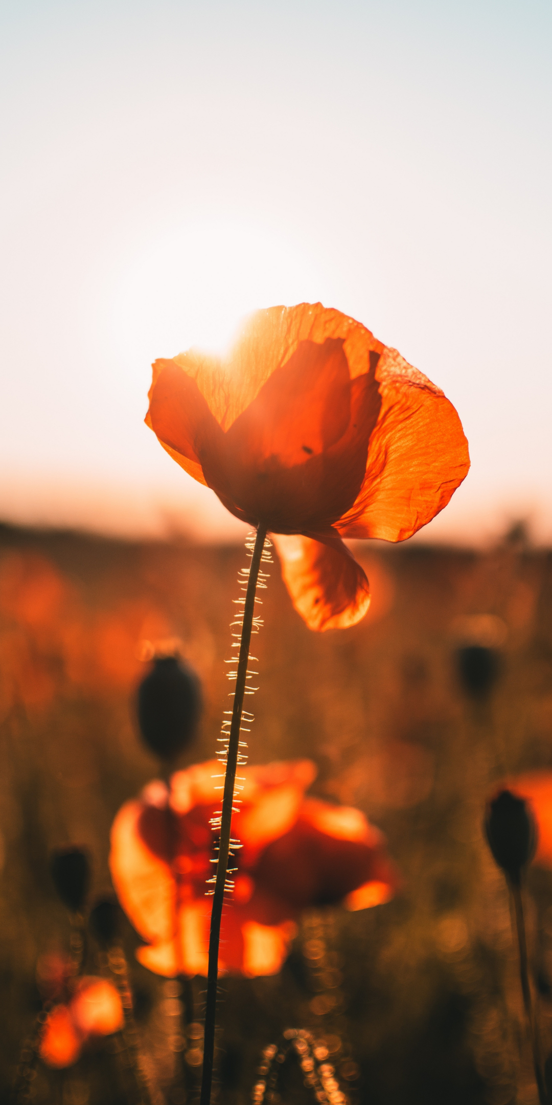 Poppy, meadow, blur, sunrise, 1080x2160 wallpaper