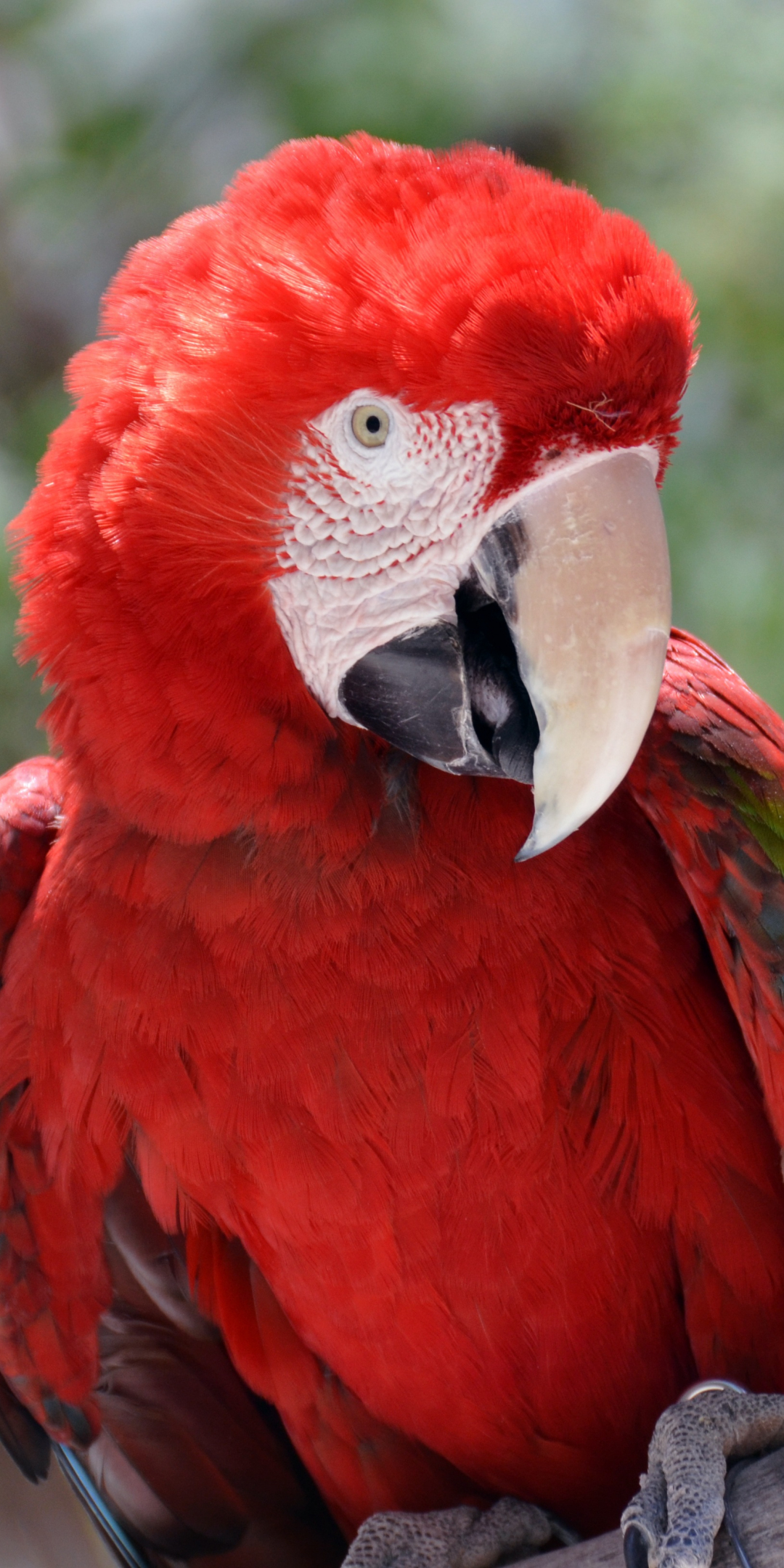 Red parrot, macaw, bird, 1080x2160 wallpaper