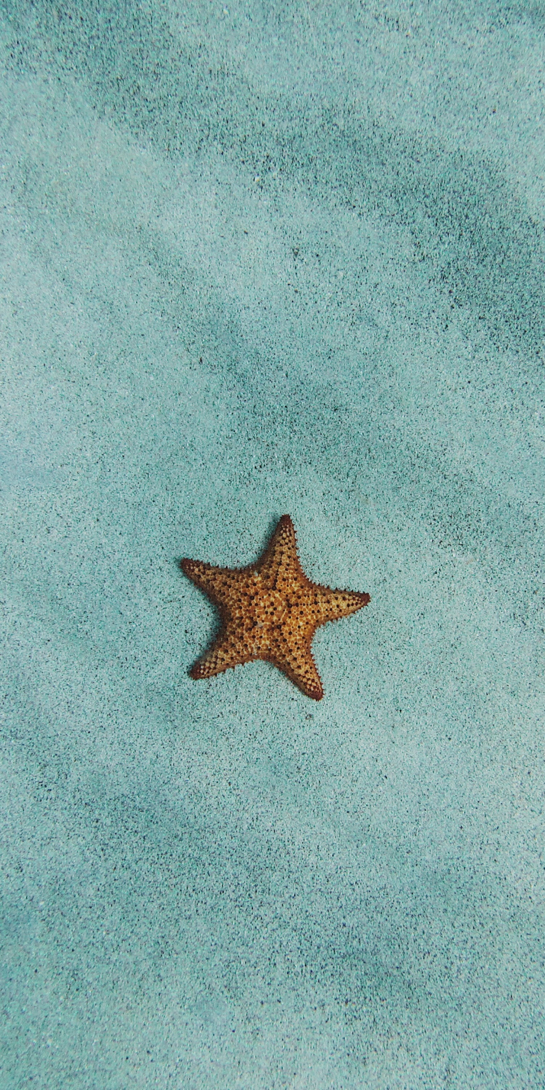 Starfish, surface, sand, minimal, fish, 1080x2160 wallpaper