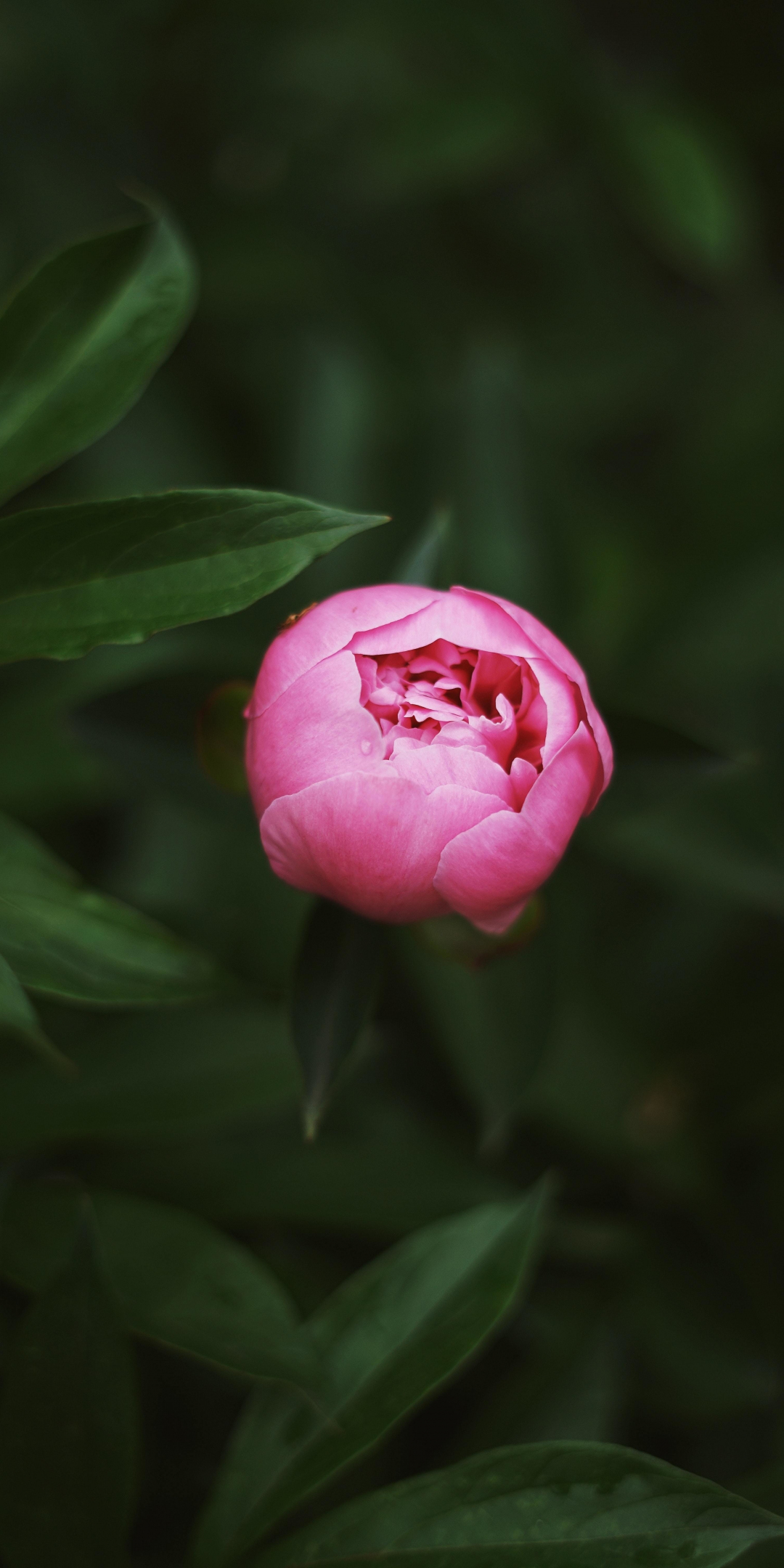 Bud, pink flower, rose, 1080x2160 wallpaper