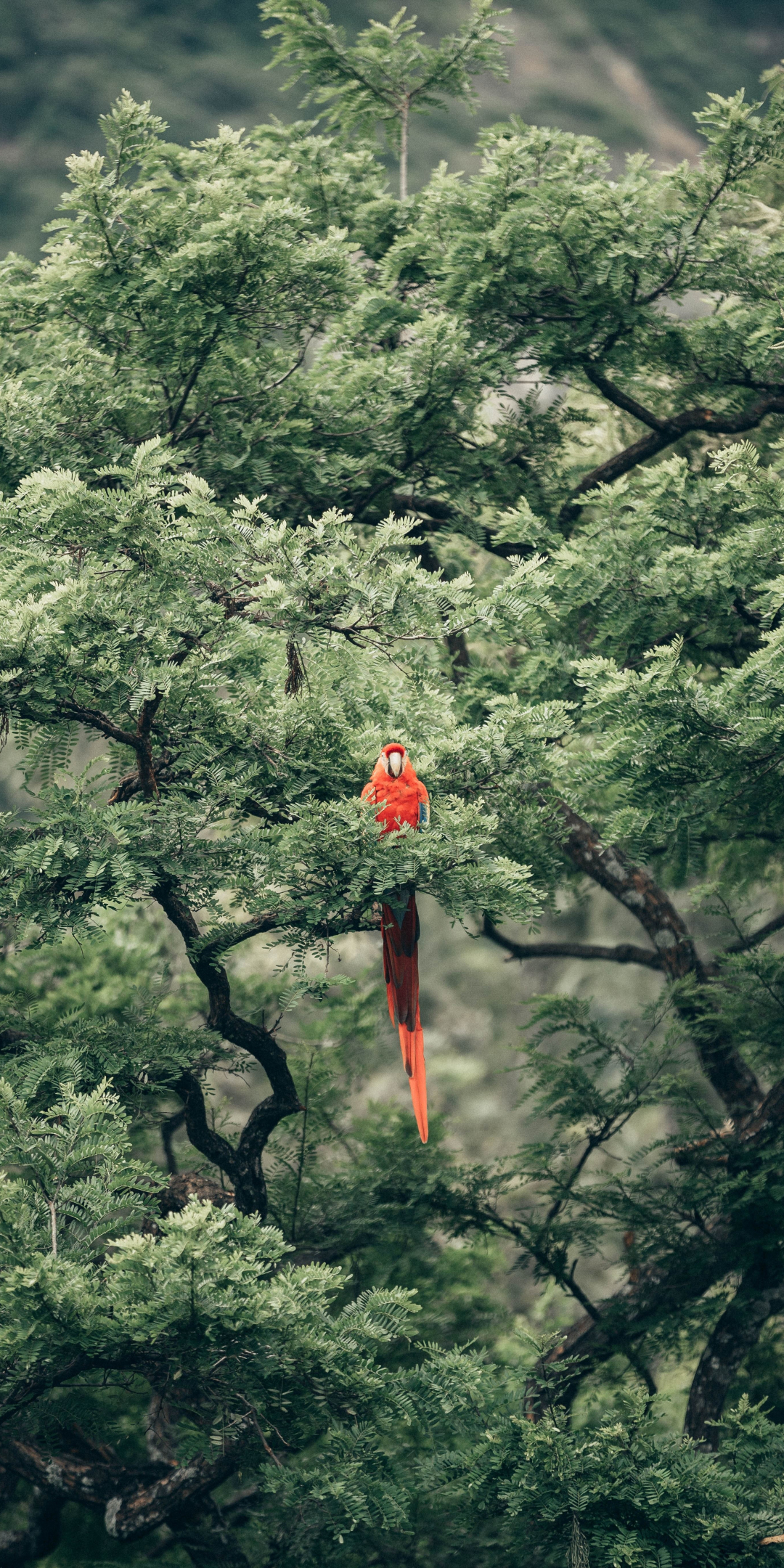 Parrot, bird, tree, 1080x2160 wallpaper