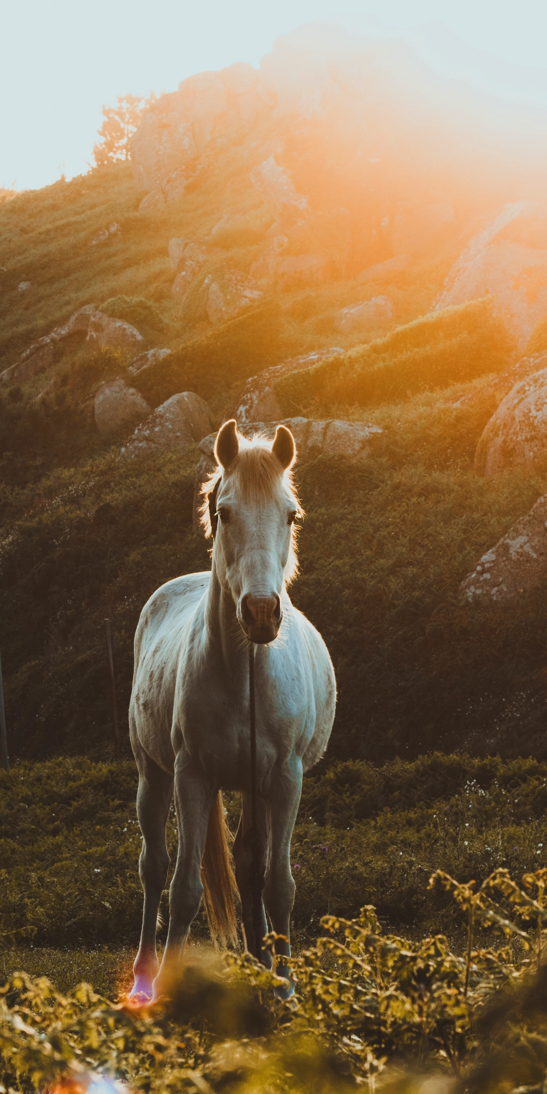 White Equus, landscape, horse, 1080x2160 wallpaper