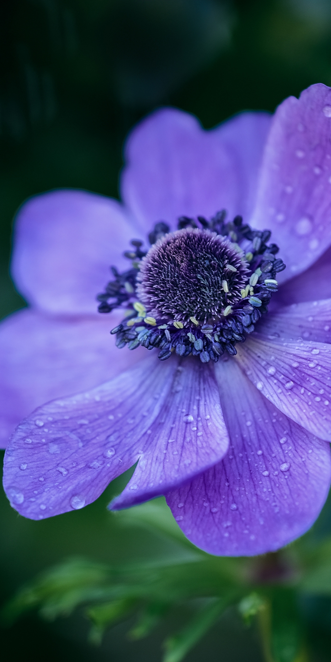 Bright violet flower, drops, 1080x2160 wallpaper