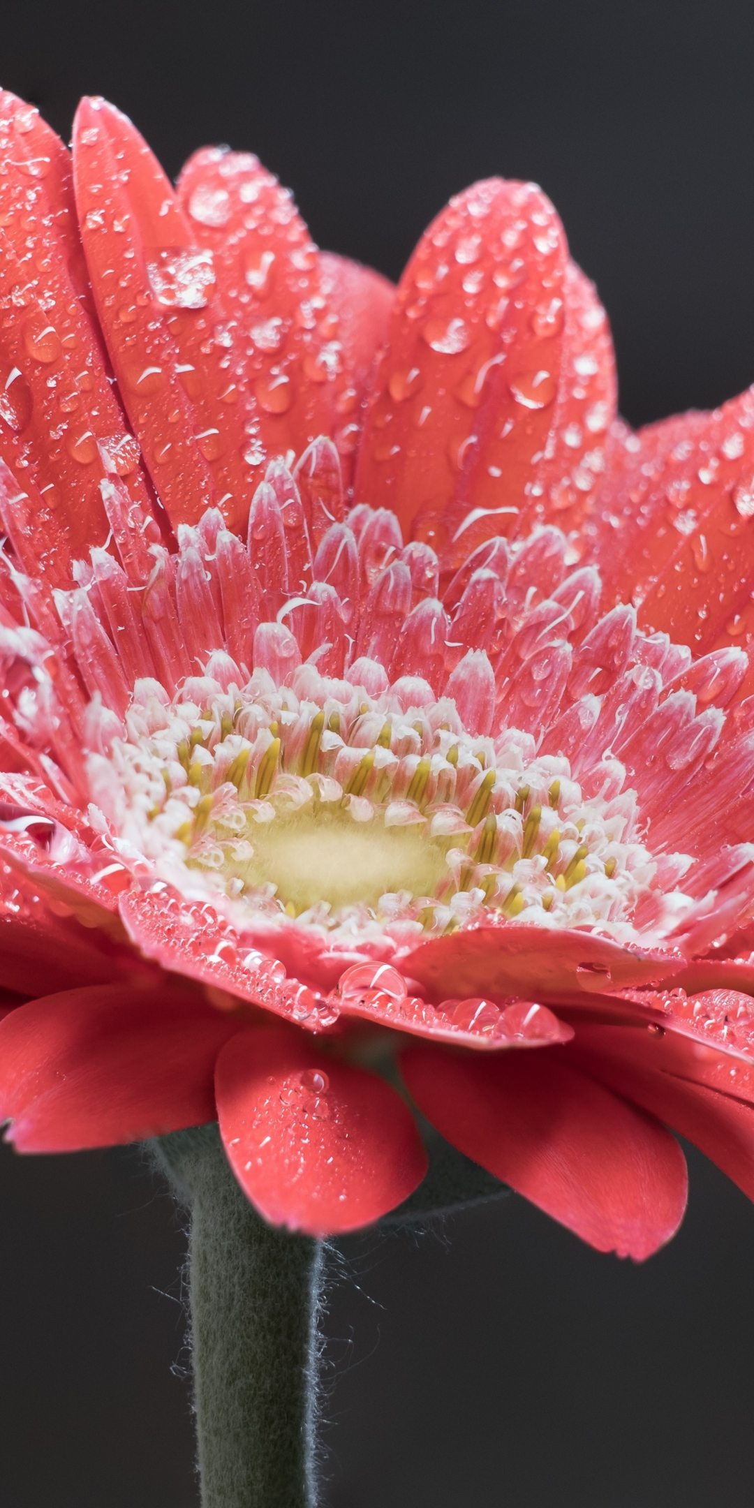 Daisy, flower, water drops, close up, 1080x2160 wallpaper