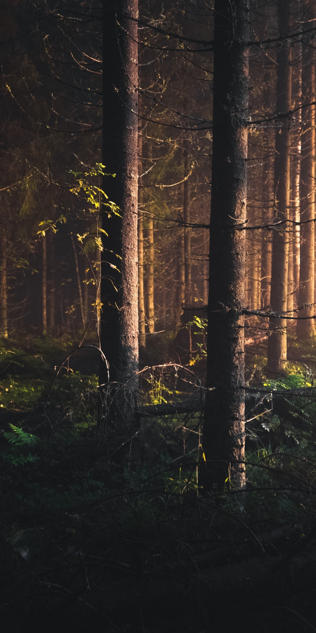 Trees, finland, forest, nature, 1080x2160 wallpaper