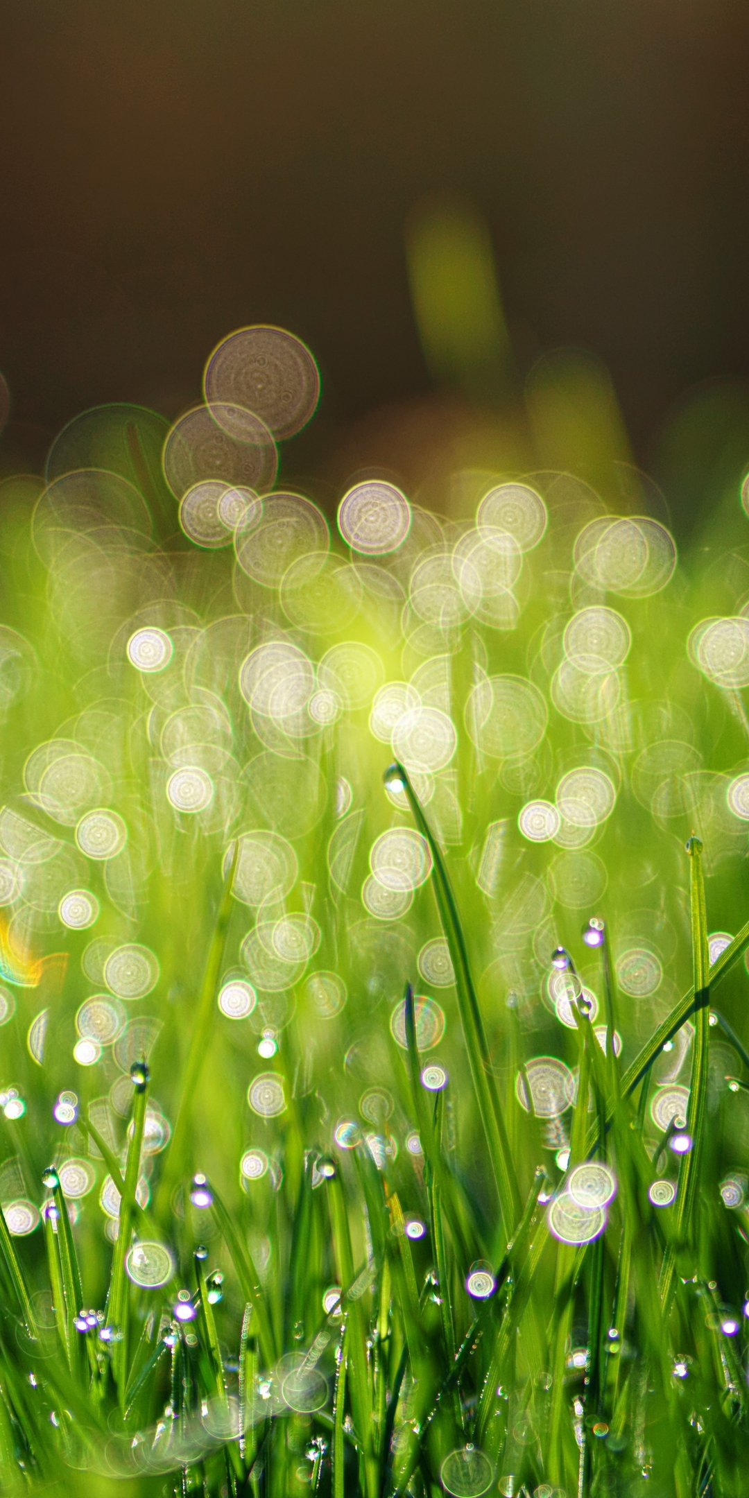 Drops, green grass, dew, bokeh, 1080x2160 wallpaper