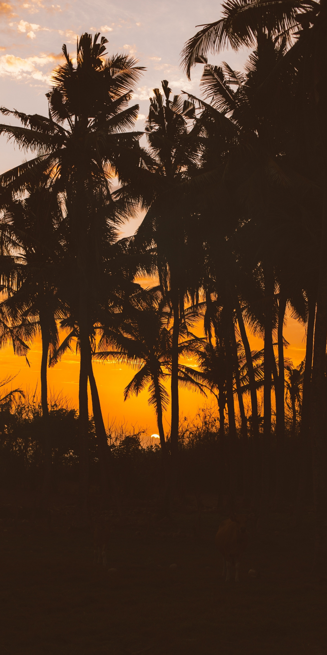 Silhouettes, palm trees, 1080x2160 wallpaper