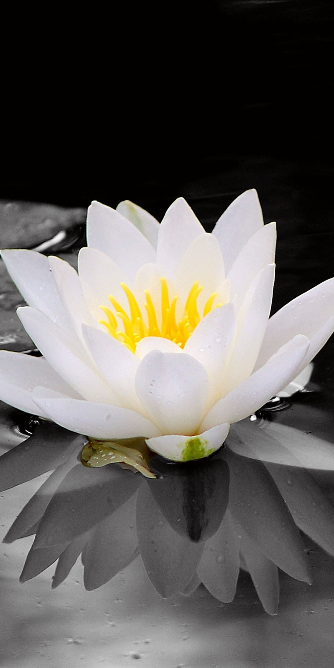 White, water lily, flowers, pond, portrait, 1080x2160 wallpaper