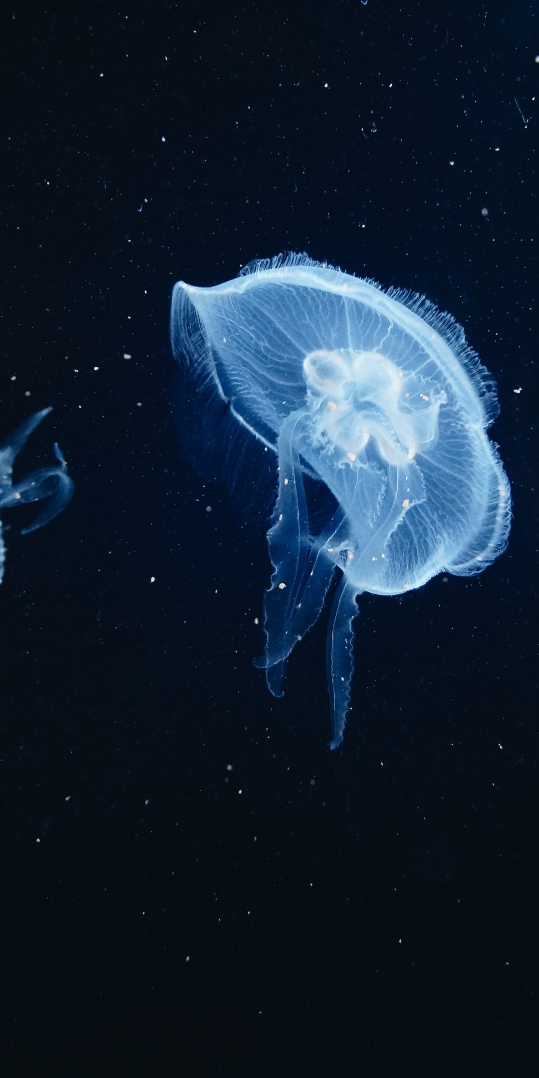 Jellyfish, underwater, animals, 1080x2160 wallpaper