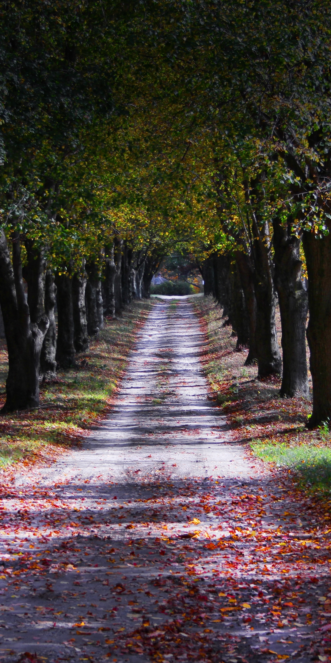 Autumn, lone road, trees, garden, 1080x2160 wallpaper