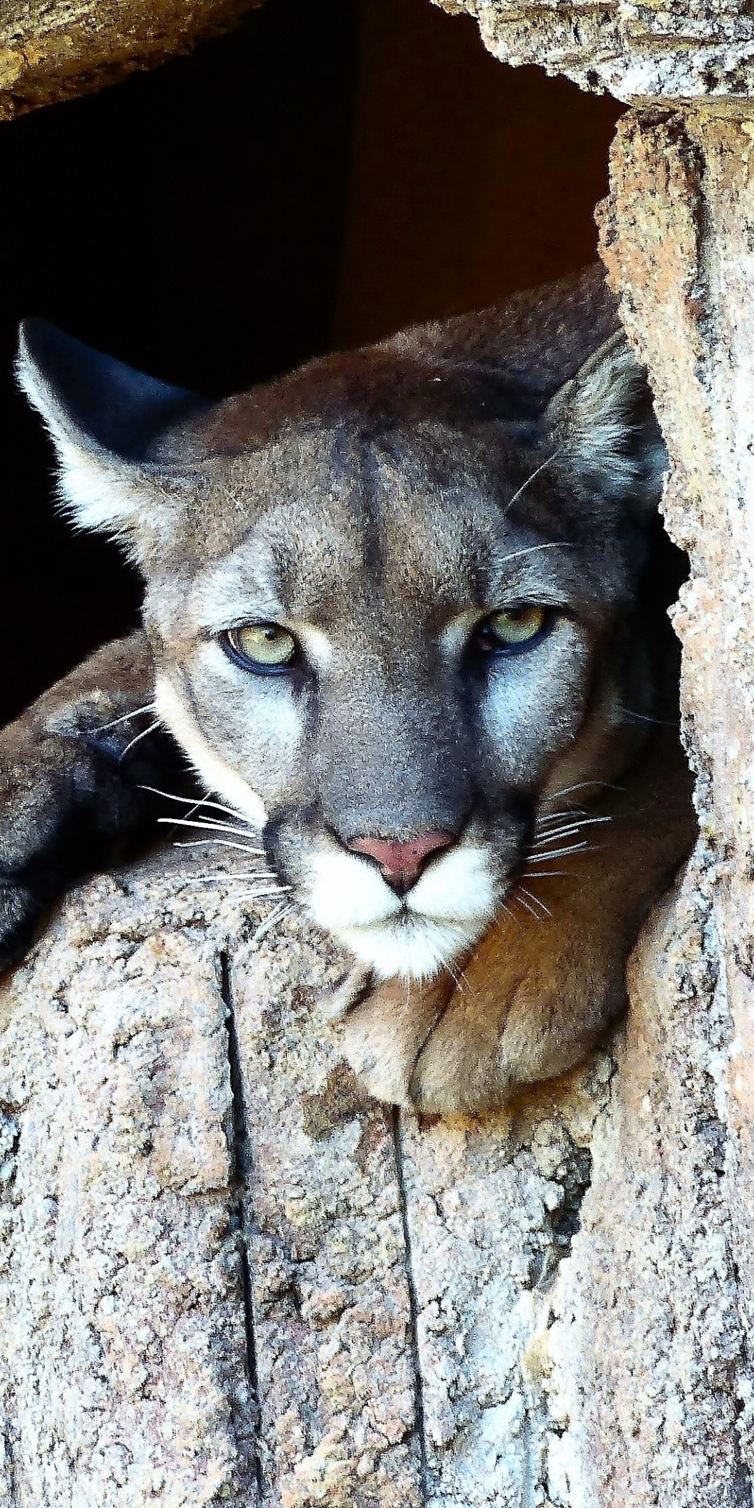 Puma, Cougar, wild cat, predator, stare, 1080x2160 wallpaper