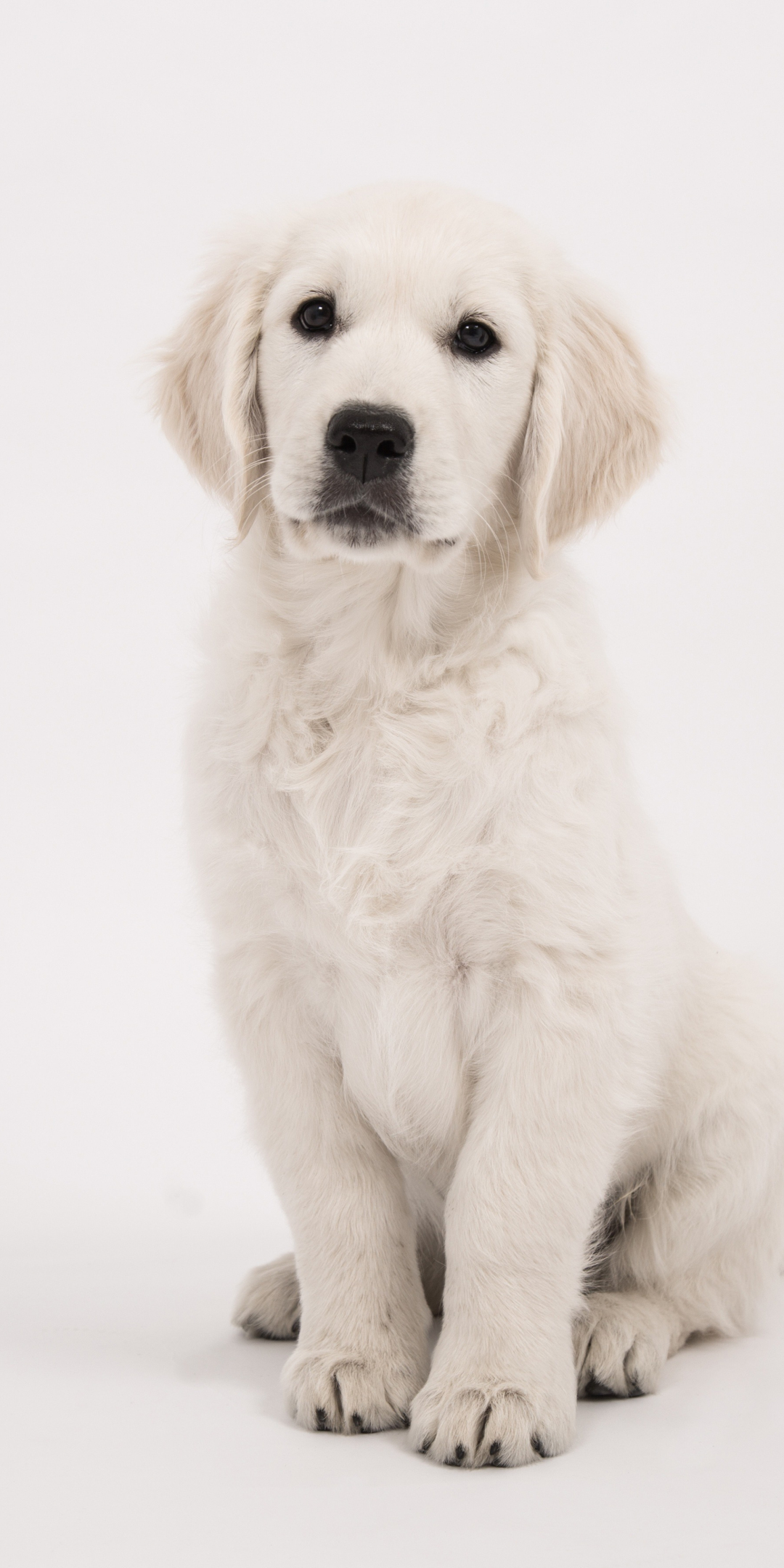 Staring, cute animal, dog, golden retriever, 1080x2160 wallpaper
