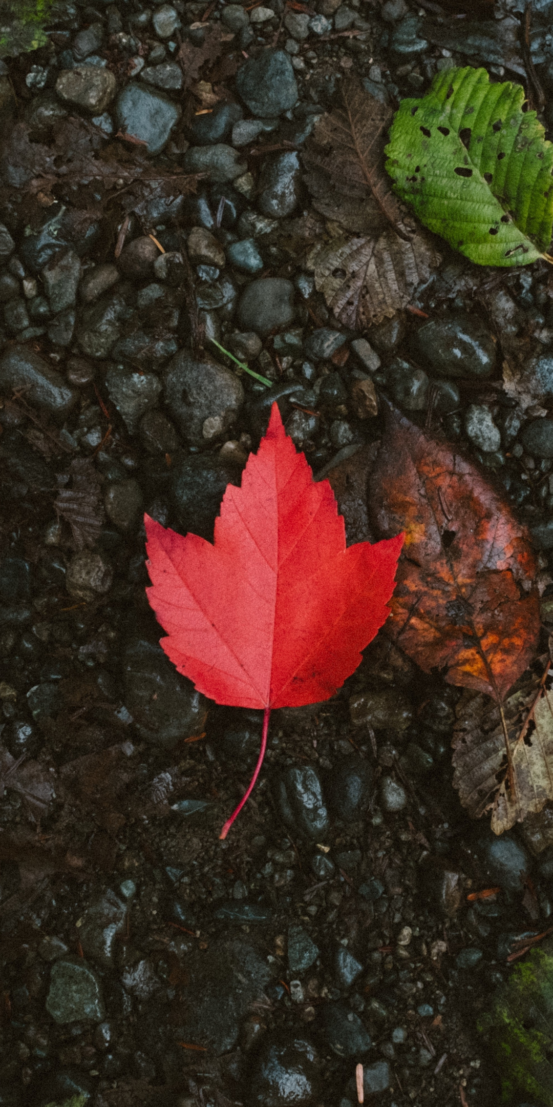 Autumn, red leaf, forest, 1080x2160 wallpaper