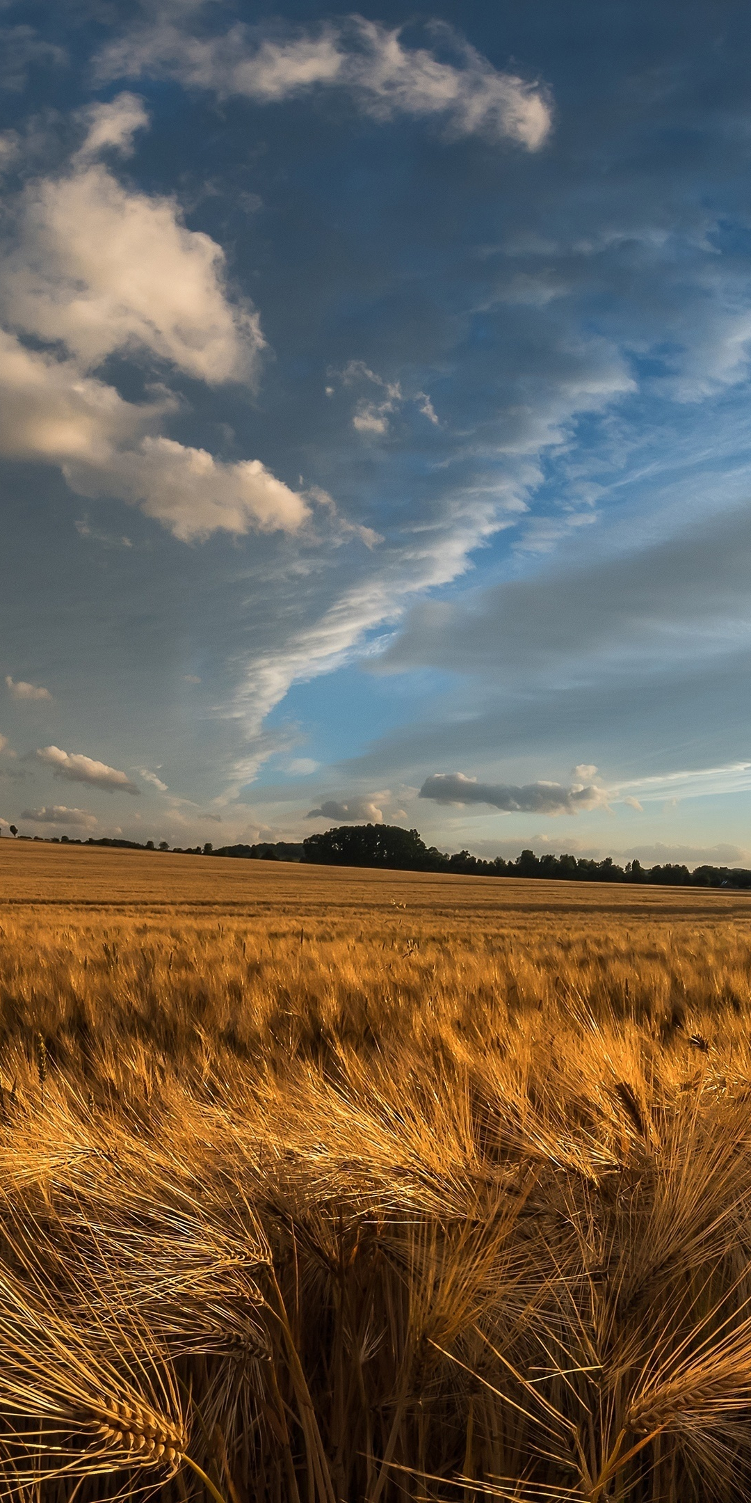 Golden crop, wheat farm, landscape, nature, 1080x2160 wallpaper
