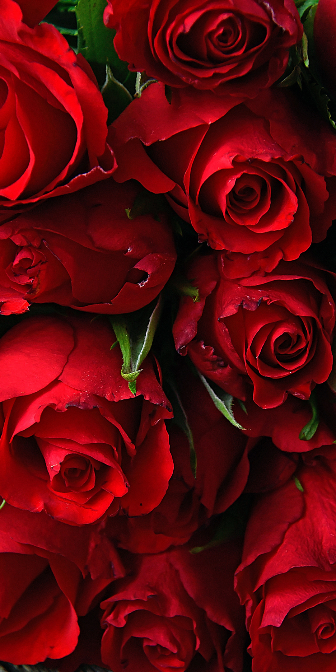 Rose, fresh, red flowers, 1080x2160 wallpaper