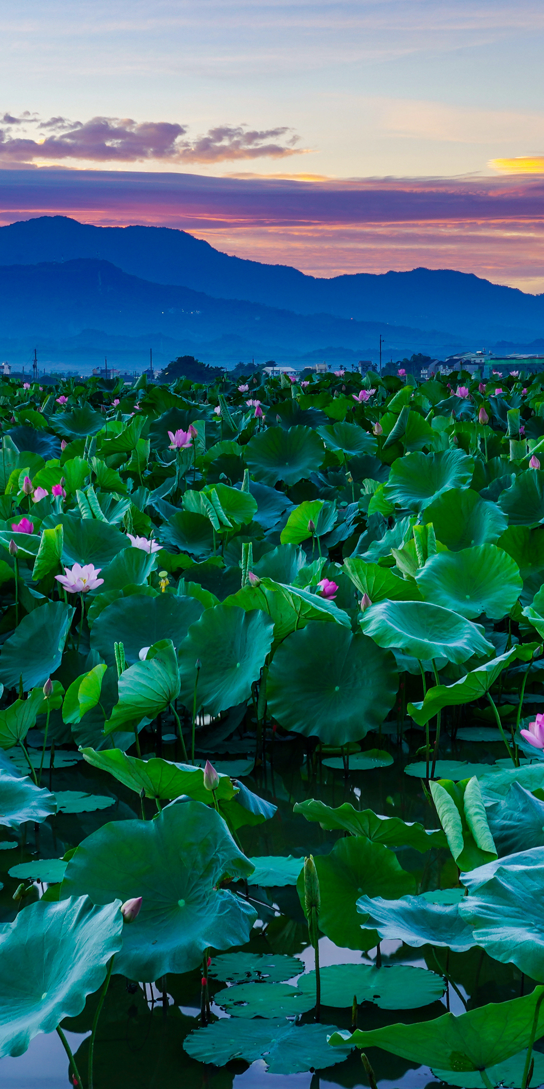 Lotus lake, beautiful bloom, adorable, 1080x2160 wallpaper