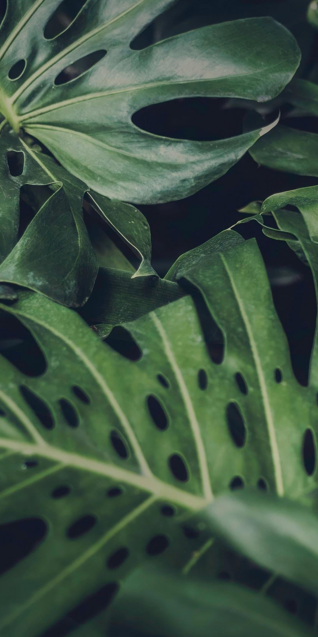 Monestra delicious, plants, pretty, 1080x2160 wallpaper
