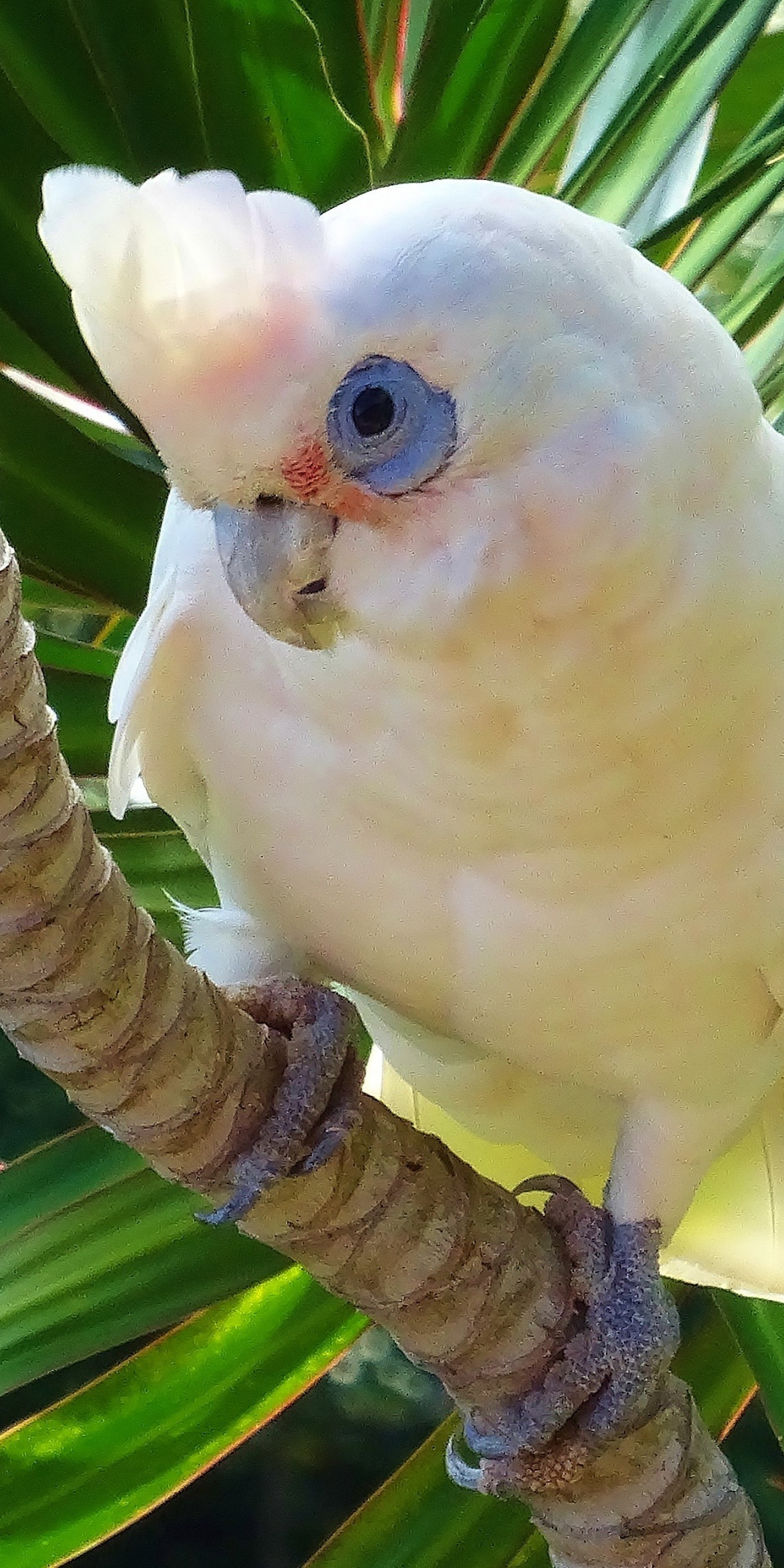 White parrot, Cockatoo, bird, 1080x2160 wallpaper