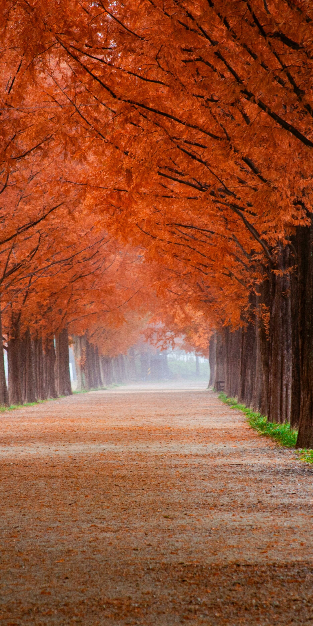 Autumn, trees, beautiful pathway, misty morning, nature, 1080x2160 wallpaper