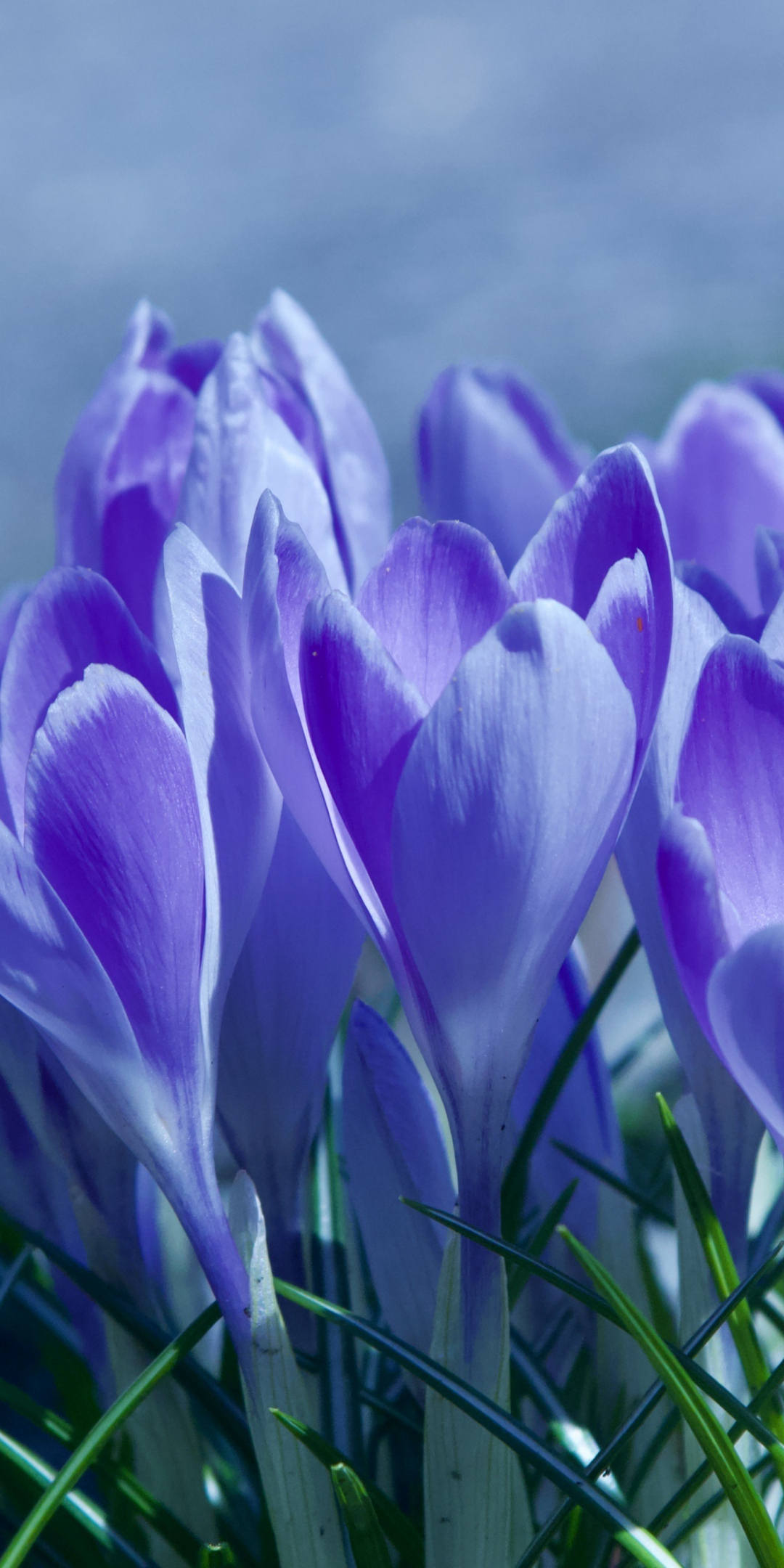 Spring, blossom, crocus, purple flowers, 1080x2160 wallpaper