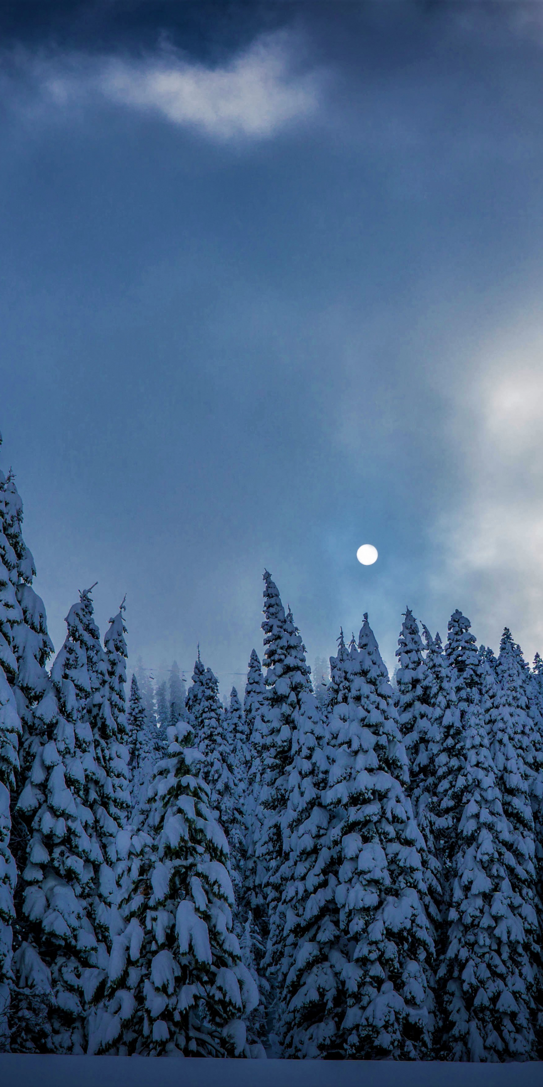 Winter, night, trees, sky, nature, 1080x2160 wallpaper