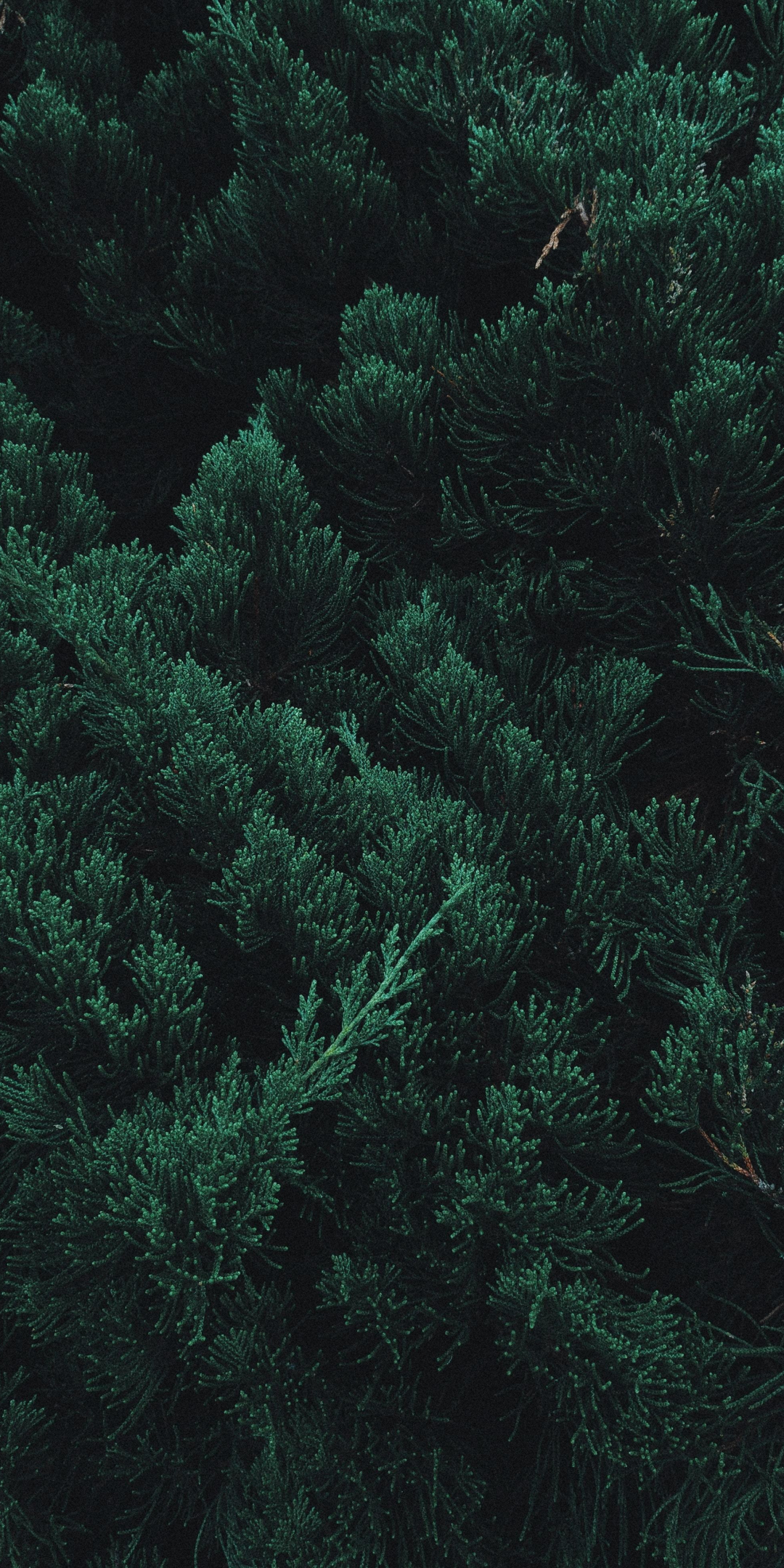 Pine, tree, leaf, branches, green, 1080x2160 wallpaper