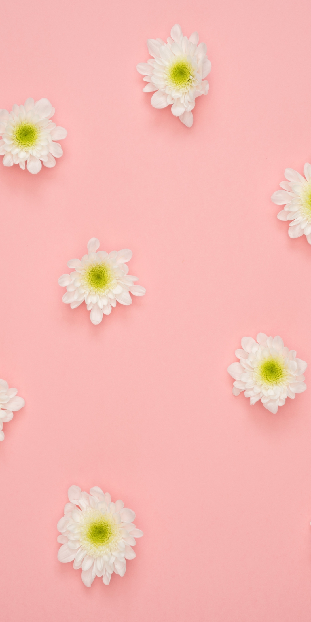 White flowers, minimal, 1080x2160 wallpaper