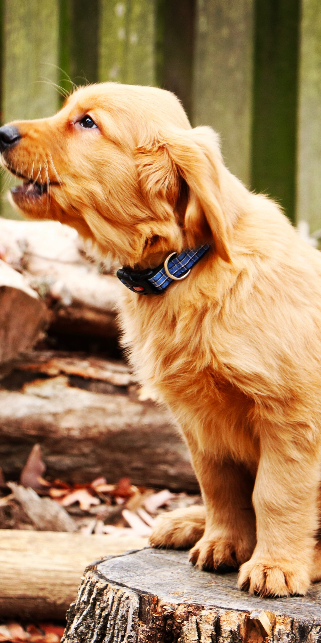 Golden retriever, dog, puppy, barking, 4k, 1080x2160 wallpaper