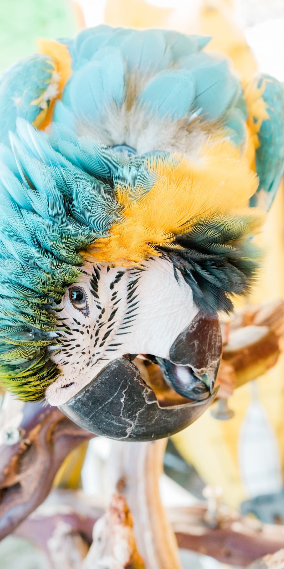 Macaw, parrot, close up, 1080x2160 wallpaper