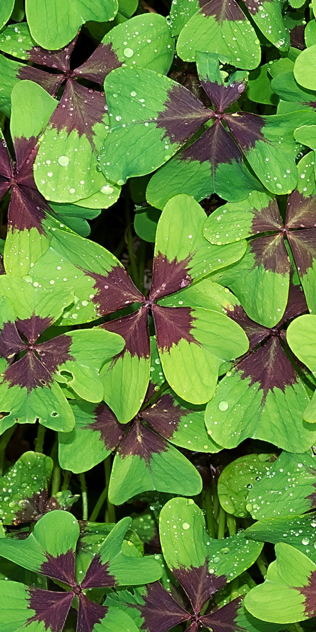 Green brown leaves, morning, water drops, 1080x2160 wallpaper