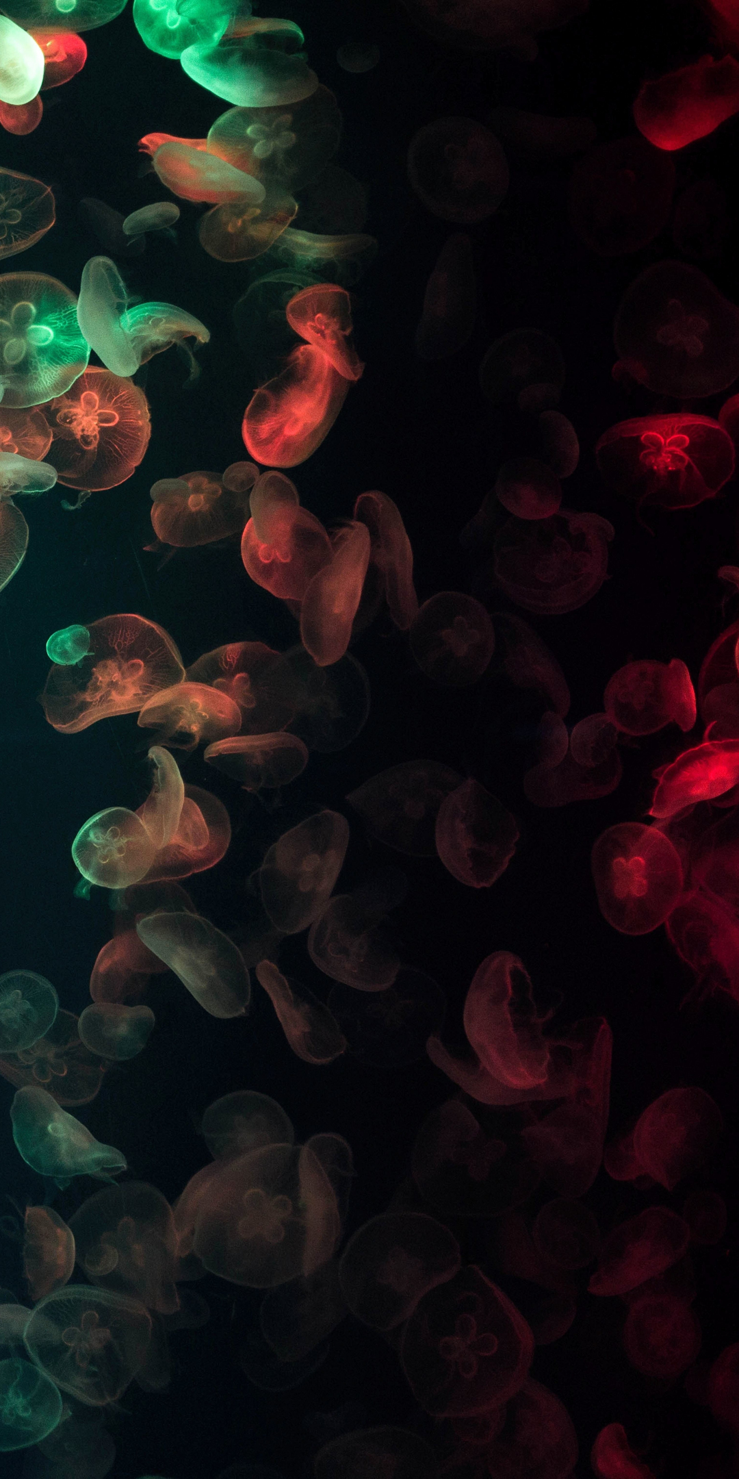 Jellyfish, glow, colorful, 1080x2160 wallpaper