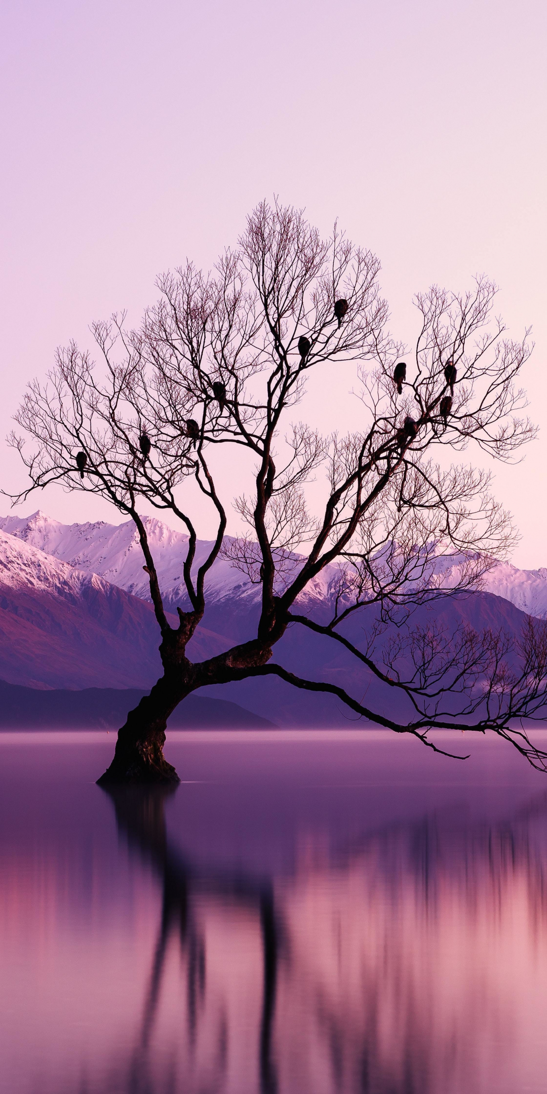 Tree, lake, reflections, violet sunset, nature, 1080x2160 wallpaper