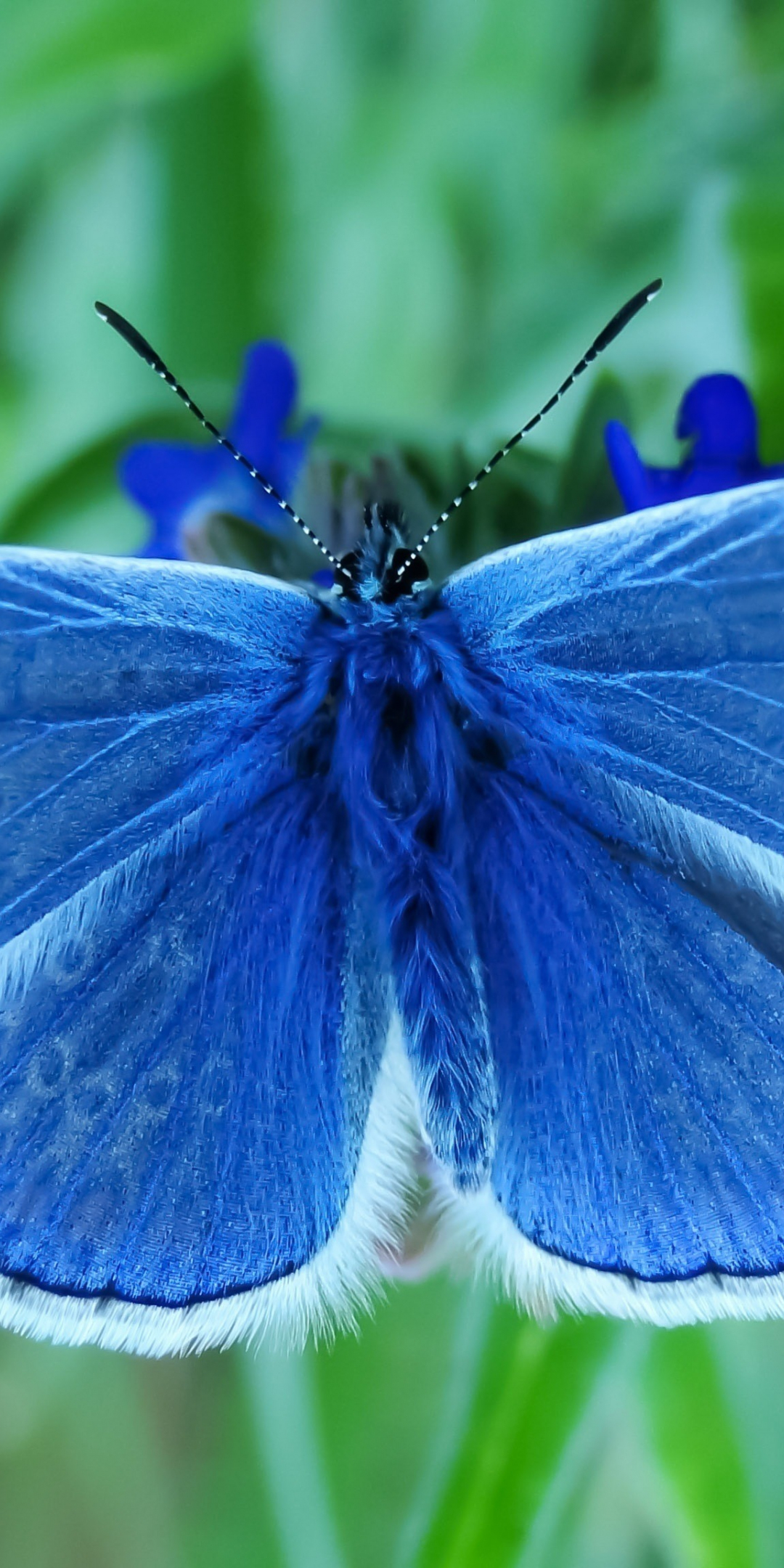 Close up, insect, blue butterfly, 1080x2160 wallpaper