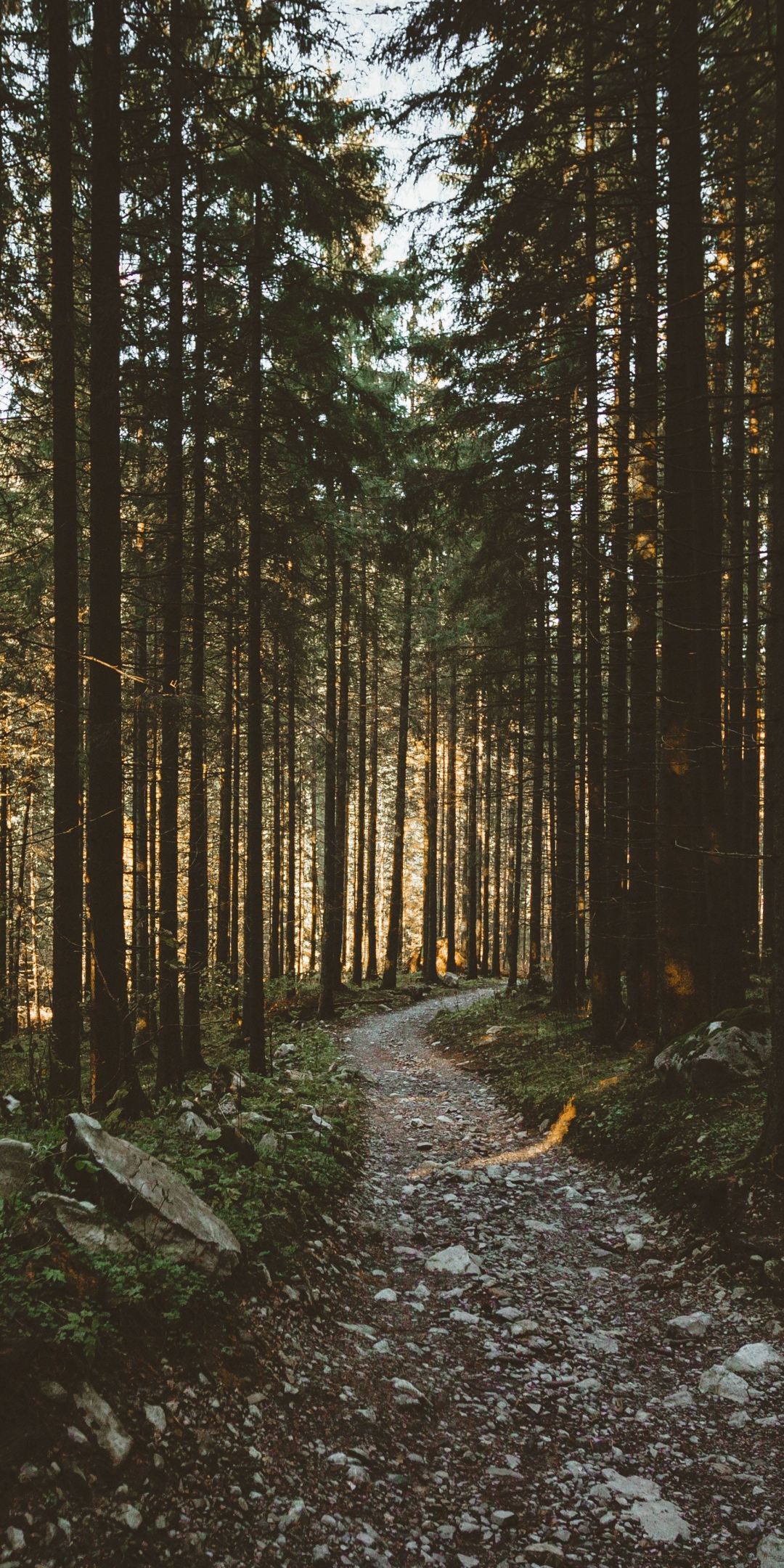 Sunbeams, morning, forest, pathway, nature, 1080x2160 wallpaper