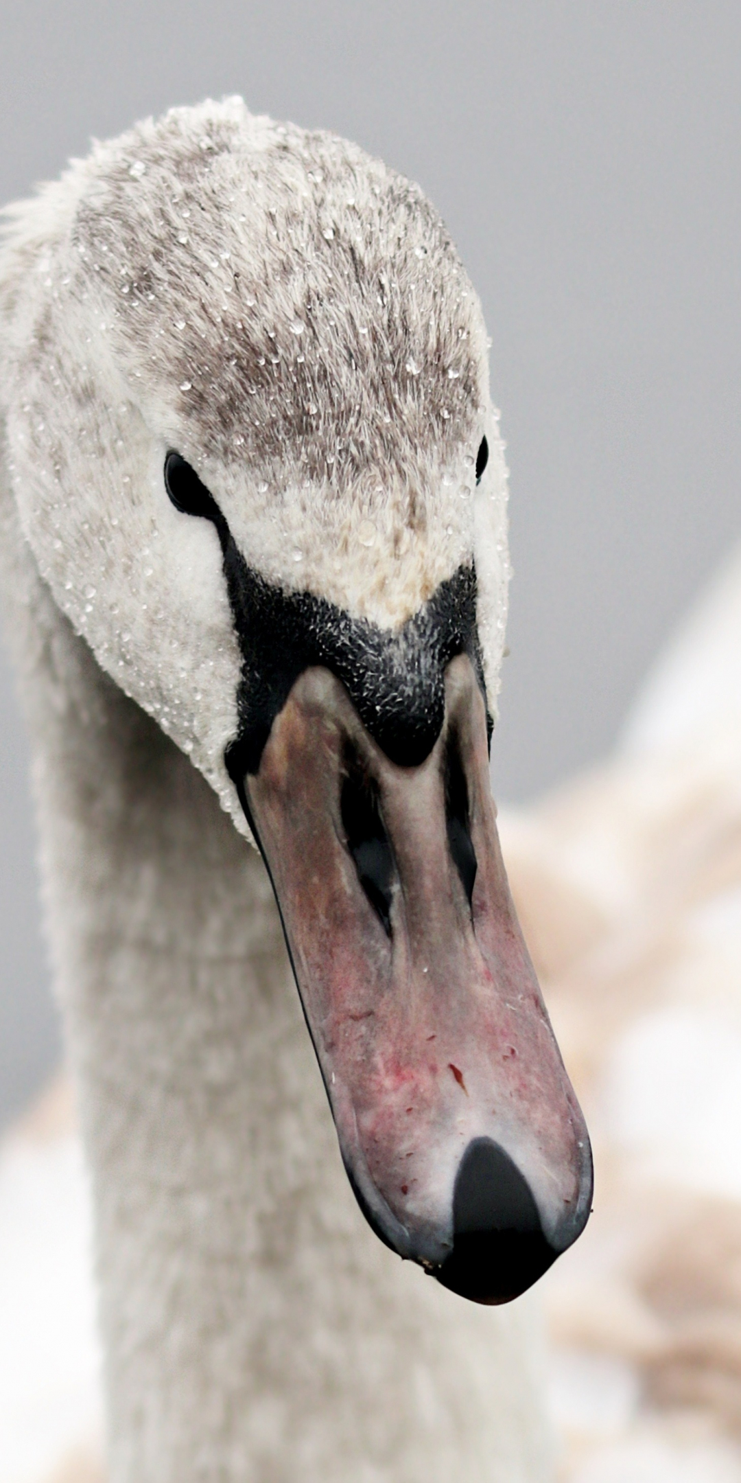 Swan, bird, muzzle, beak, 1080x2160 wallpaper