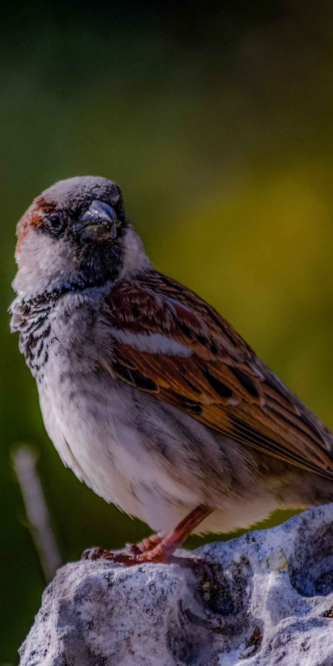 Portrait, sparrow, bird, 1080x2160 wallpaper