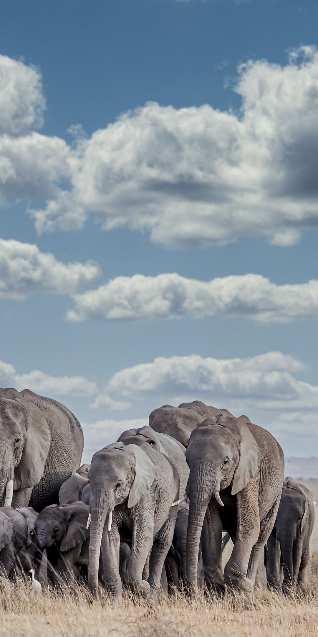 Wildlife, herd, elephants, 1080x2160 wallpaper