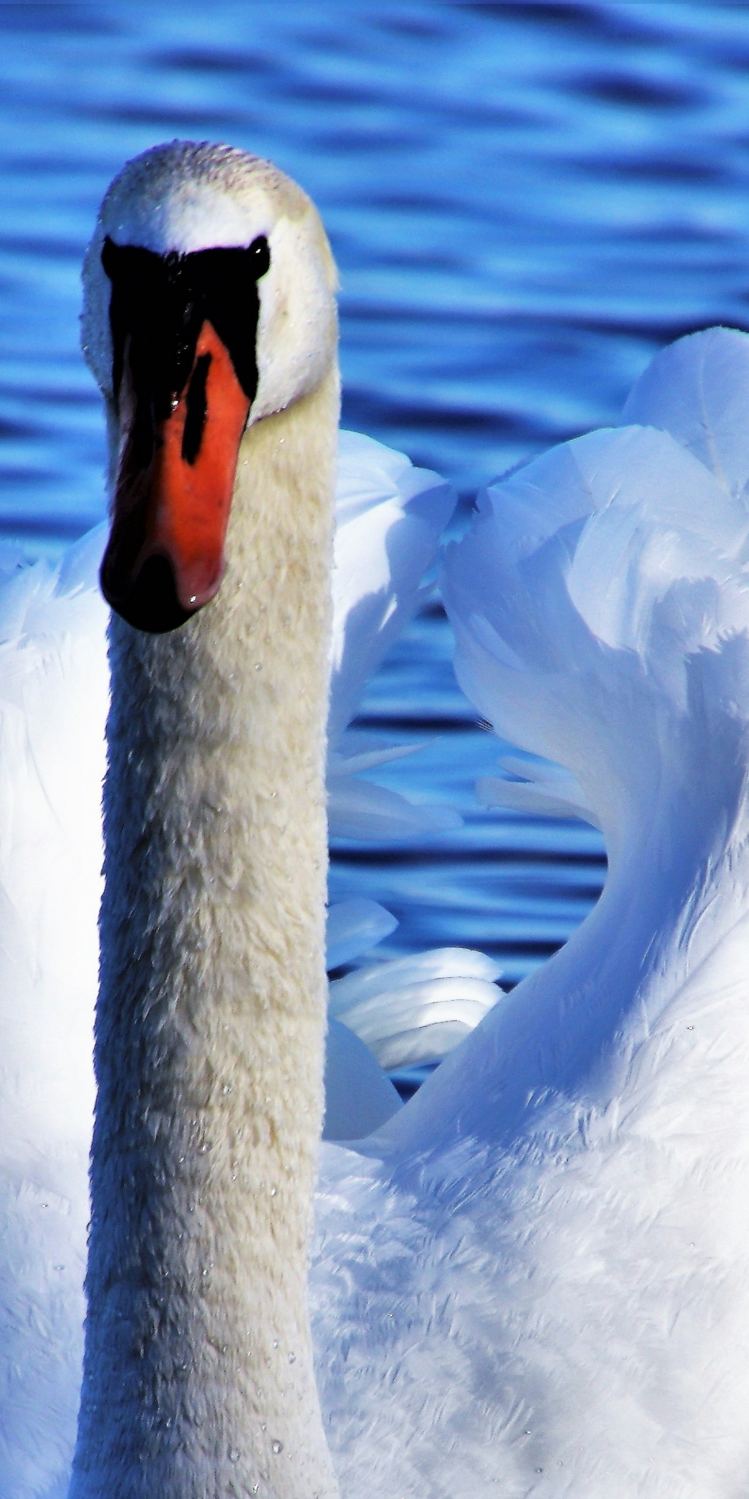 White, swan, seabird, 1080x2160 wallpaper