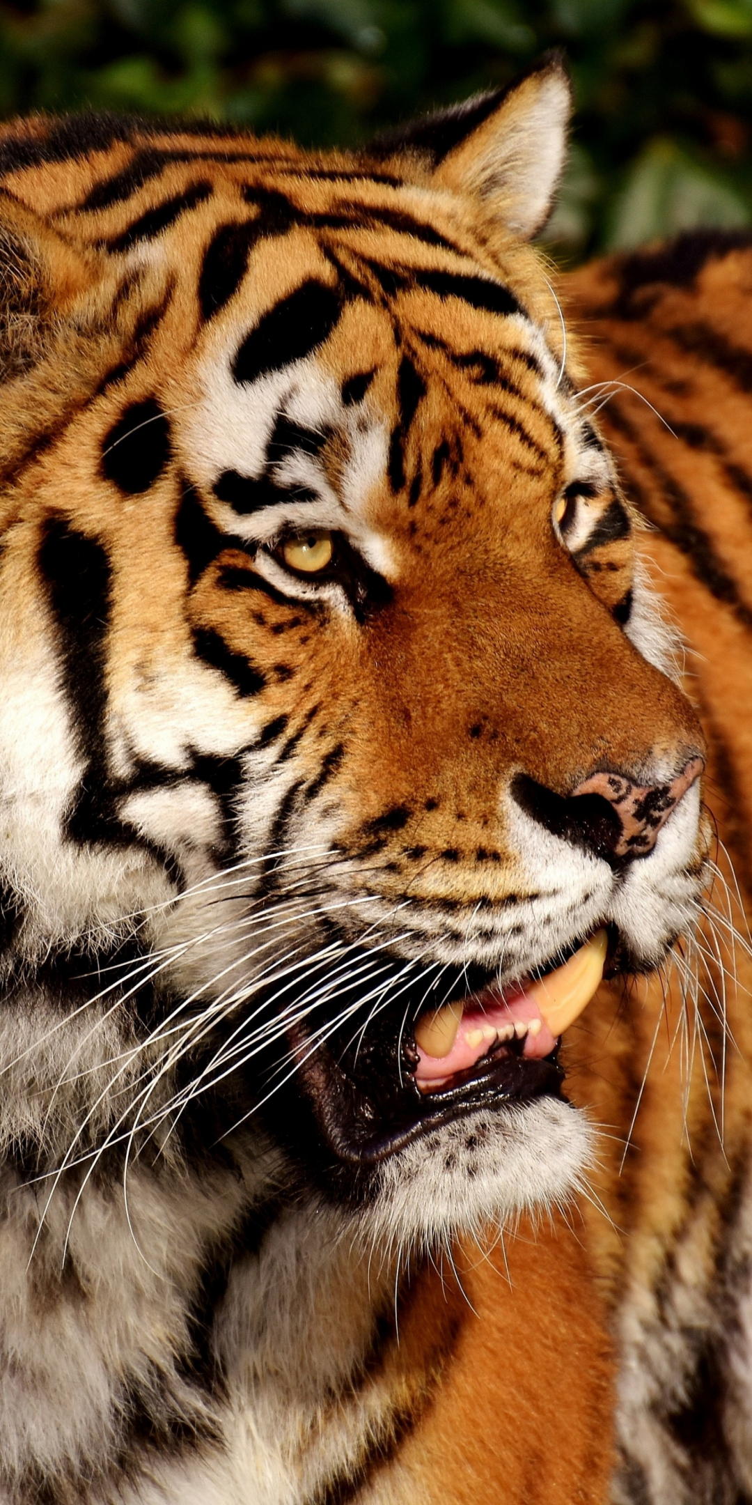 Tiger, predator, zoo, animal, 1080x2160 wallpaper