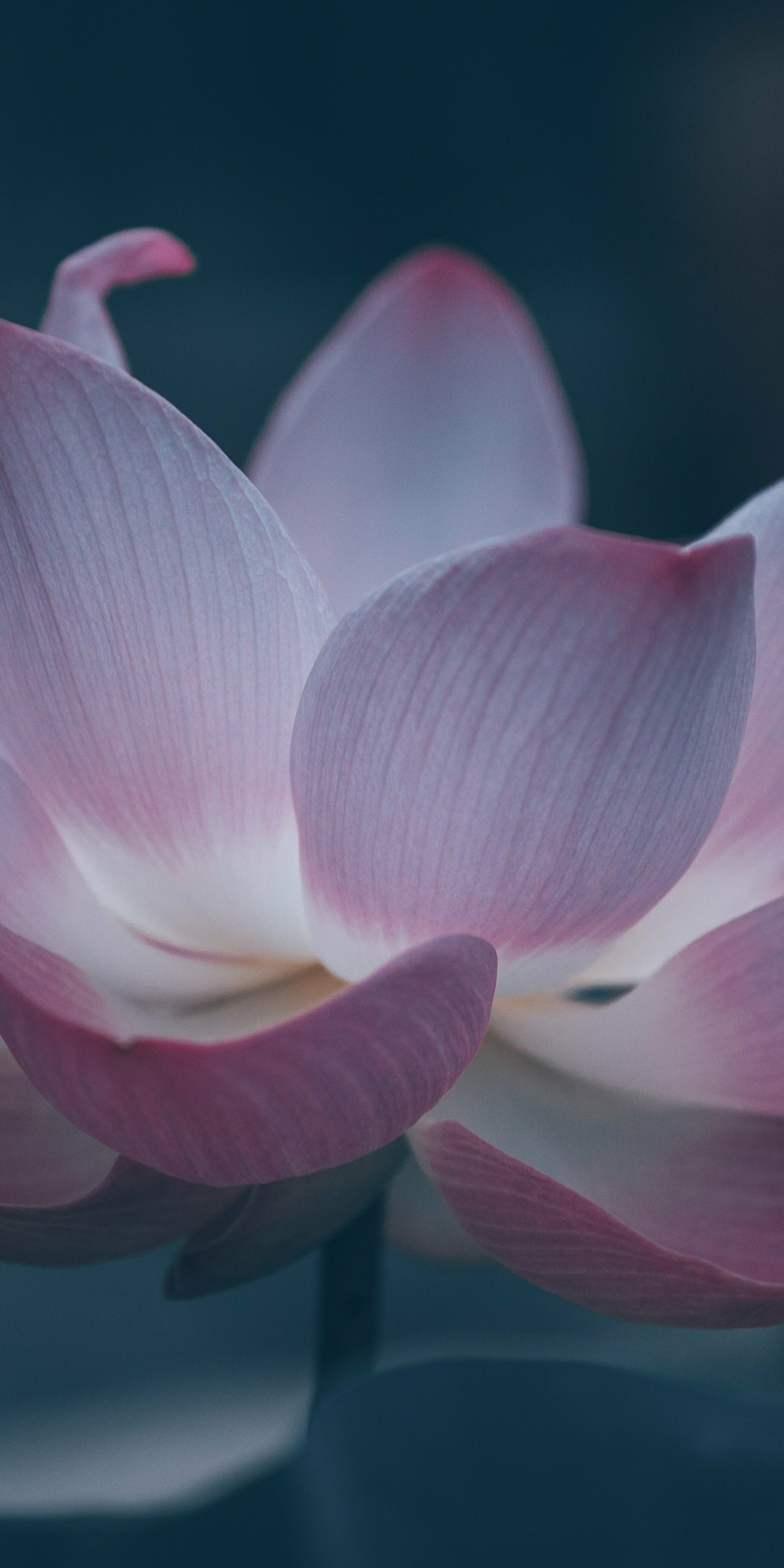 Bloom, beautiful pink lotus, 1080x2160 wallpaper