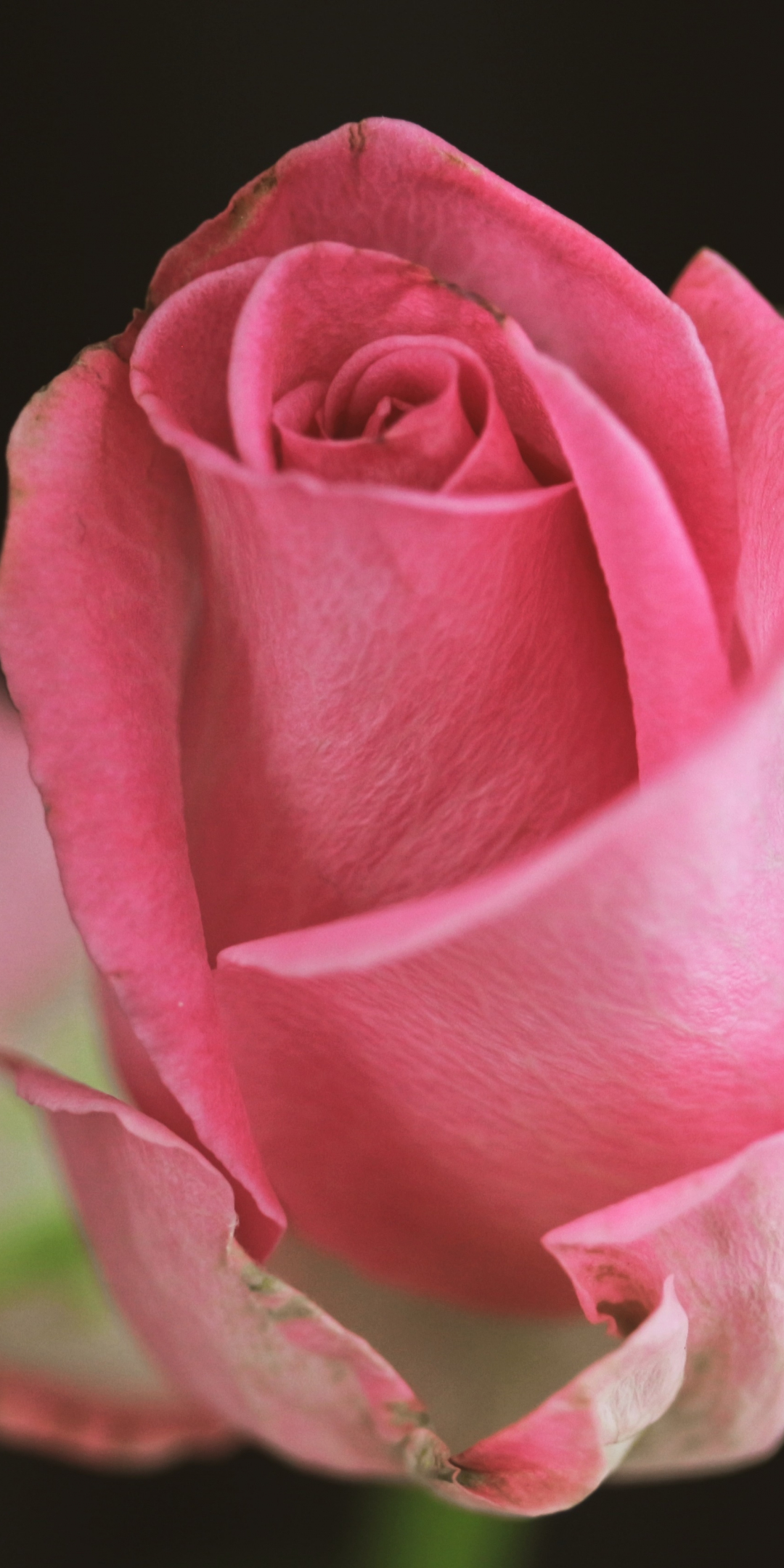Rose, bud, close up, 1080x2160 wallpaper