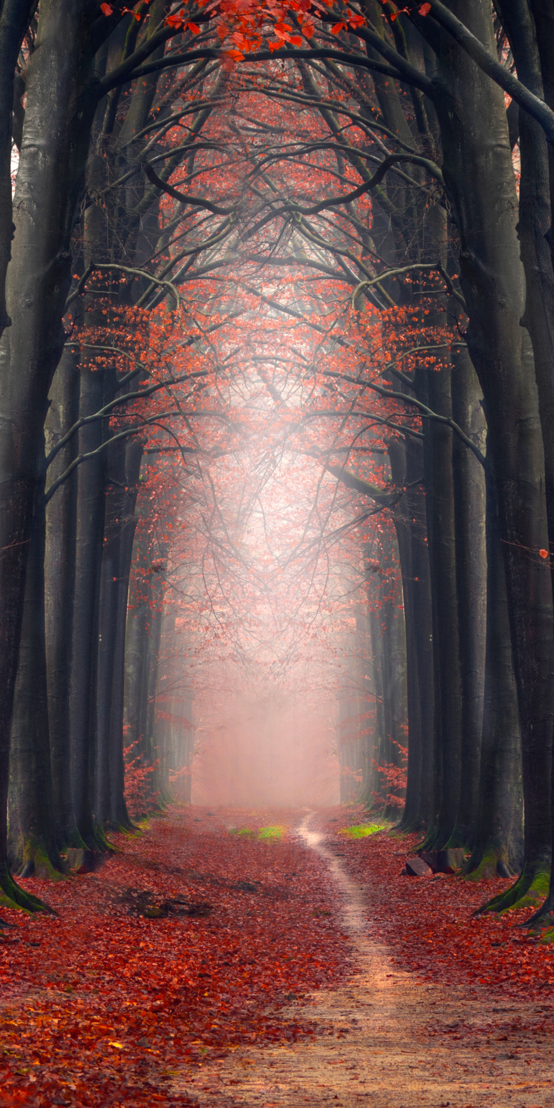 Autumn, big tree, foliage, pathway, 1080x2160 wallpaper